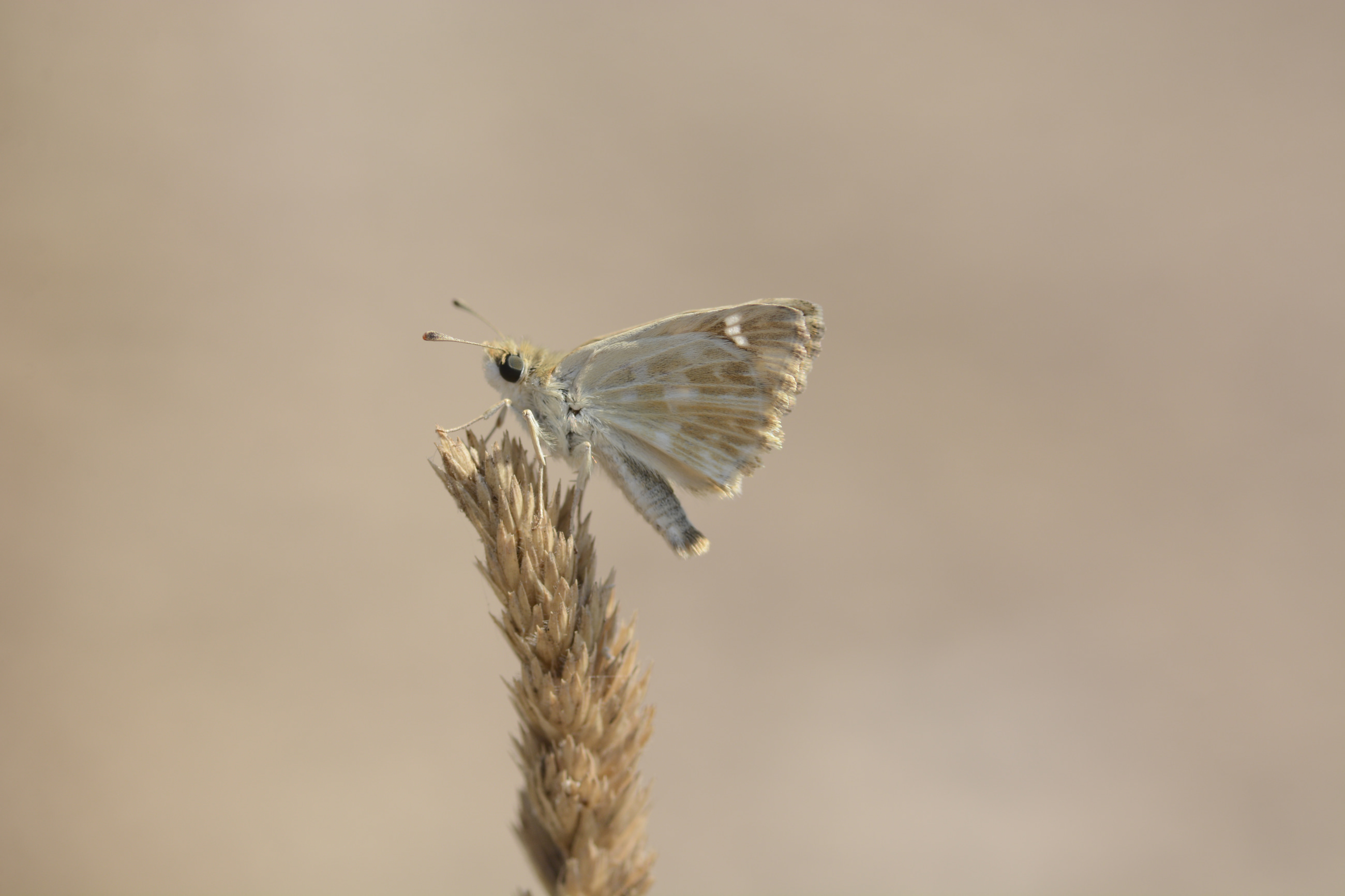 Carcharodus stauderi (Cezayir Zıpzıpı) butterfly photo