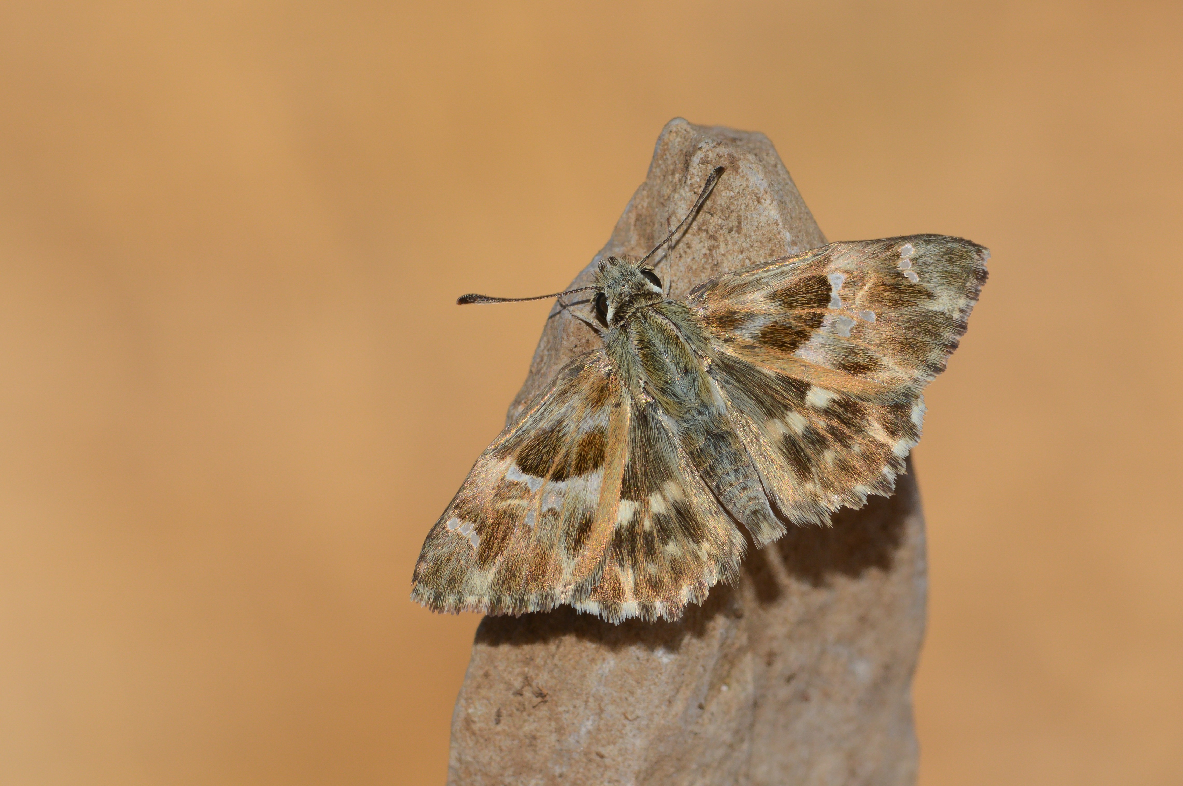 Carcharodus stauderi (Cezayir Zıpzıpı) butterfly photo