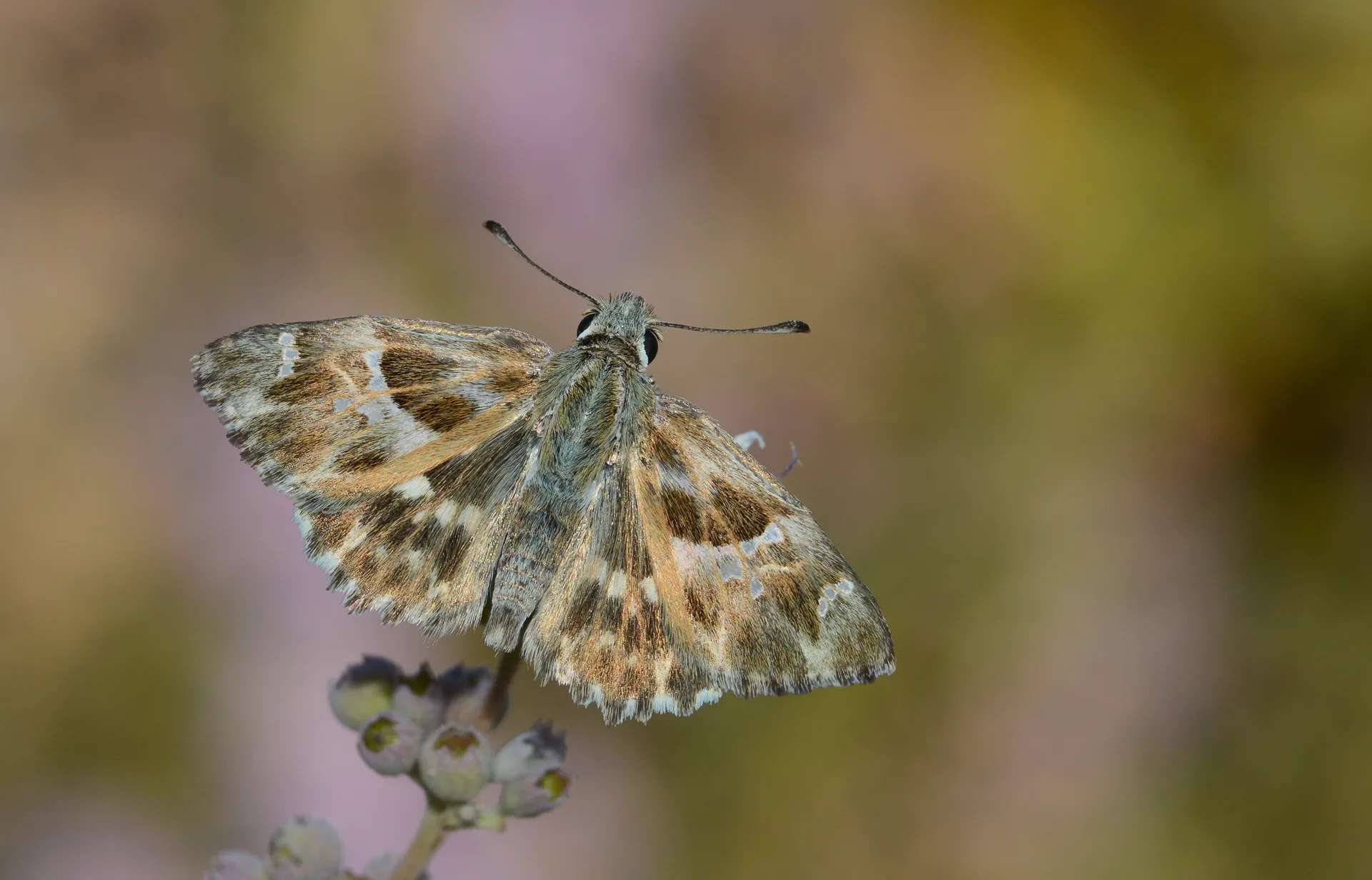 Carcharodus stauderi (Cezayir ZÄ±pzÄ±pÄ±) butterfly photo