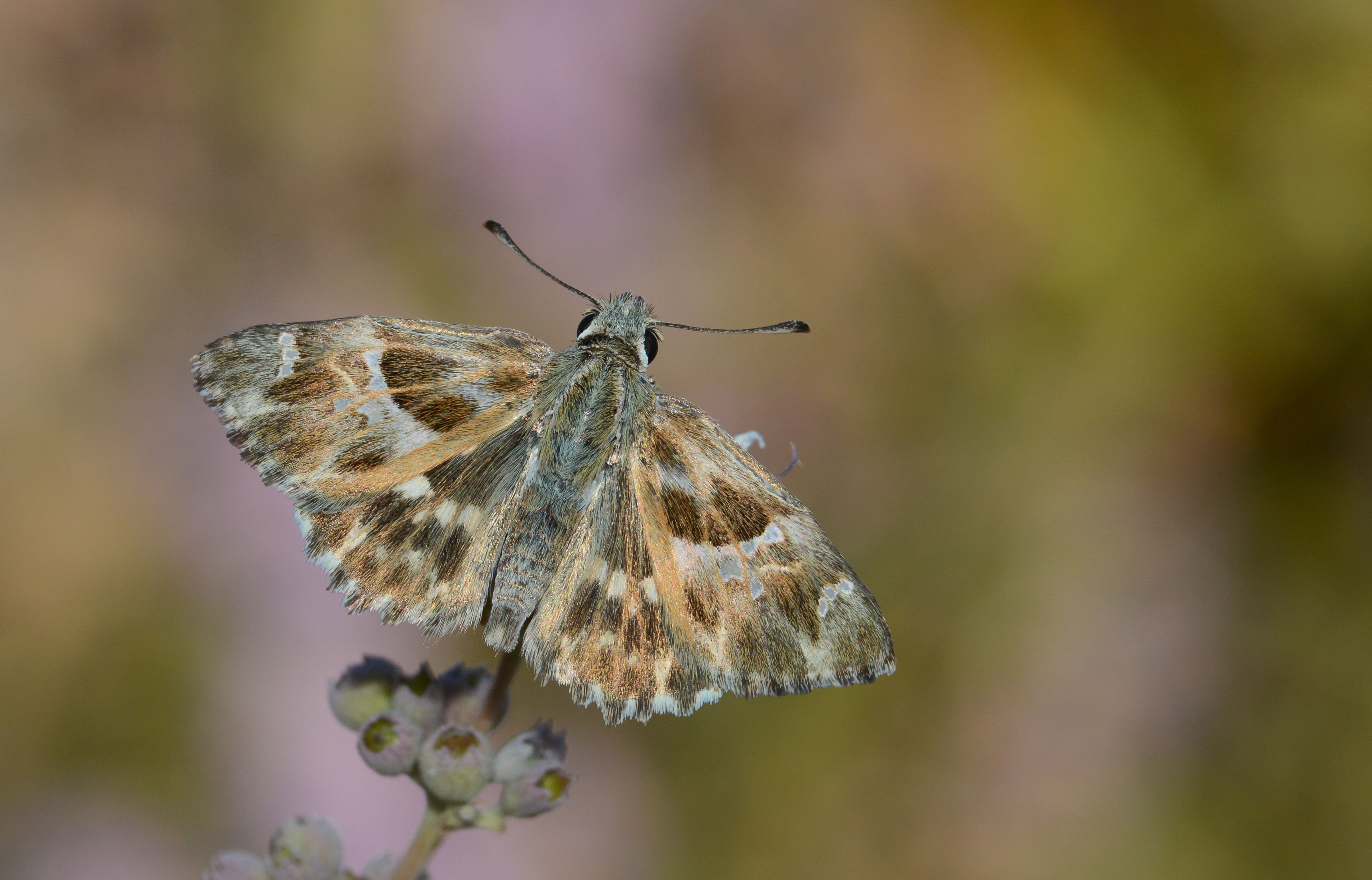 Carcharodus stauderi (Cezayir Zıpzıpı) butterfly photo