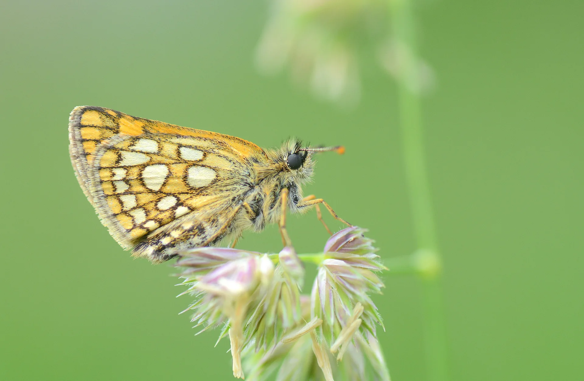Carterocephalus palaemon (Sarı Benekli Zıpzıp) butterfly photo