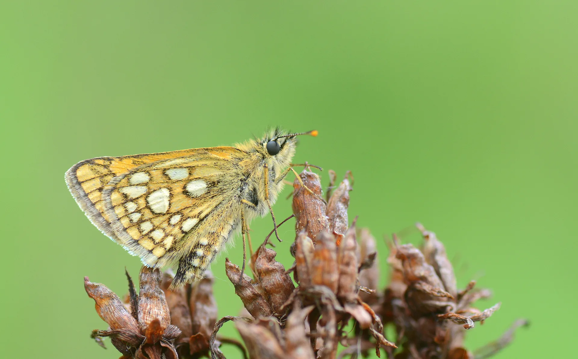 Carterocephalus palaemon (SarÄ± Benekli ZÄ±pzÄ±p) butterfly photo