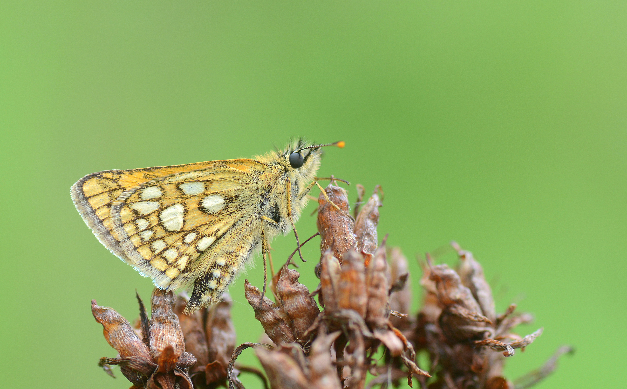 Carterocephalus palaemon (Sarı Benekli Zıpzıp) butterfly photo