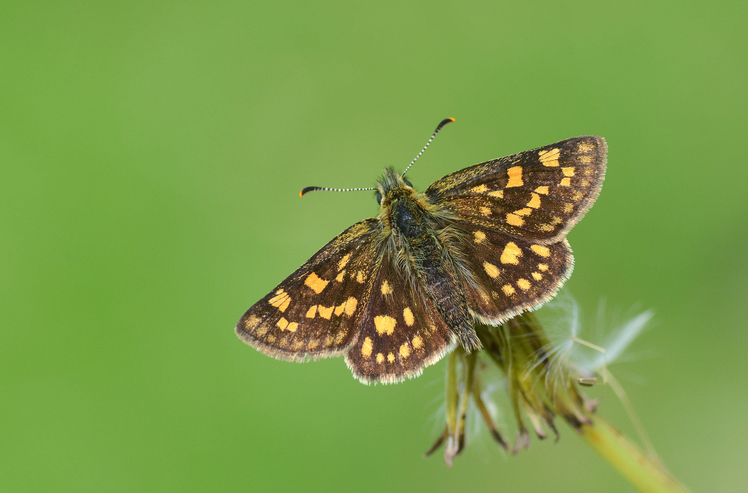 Carterocephalus palaemon (Sarı Benekli Zıpzıp) butterfly photo