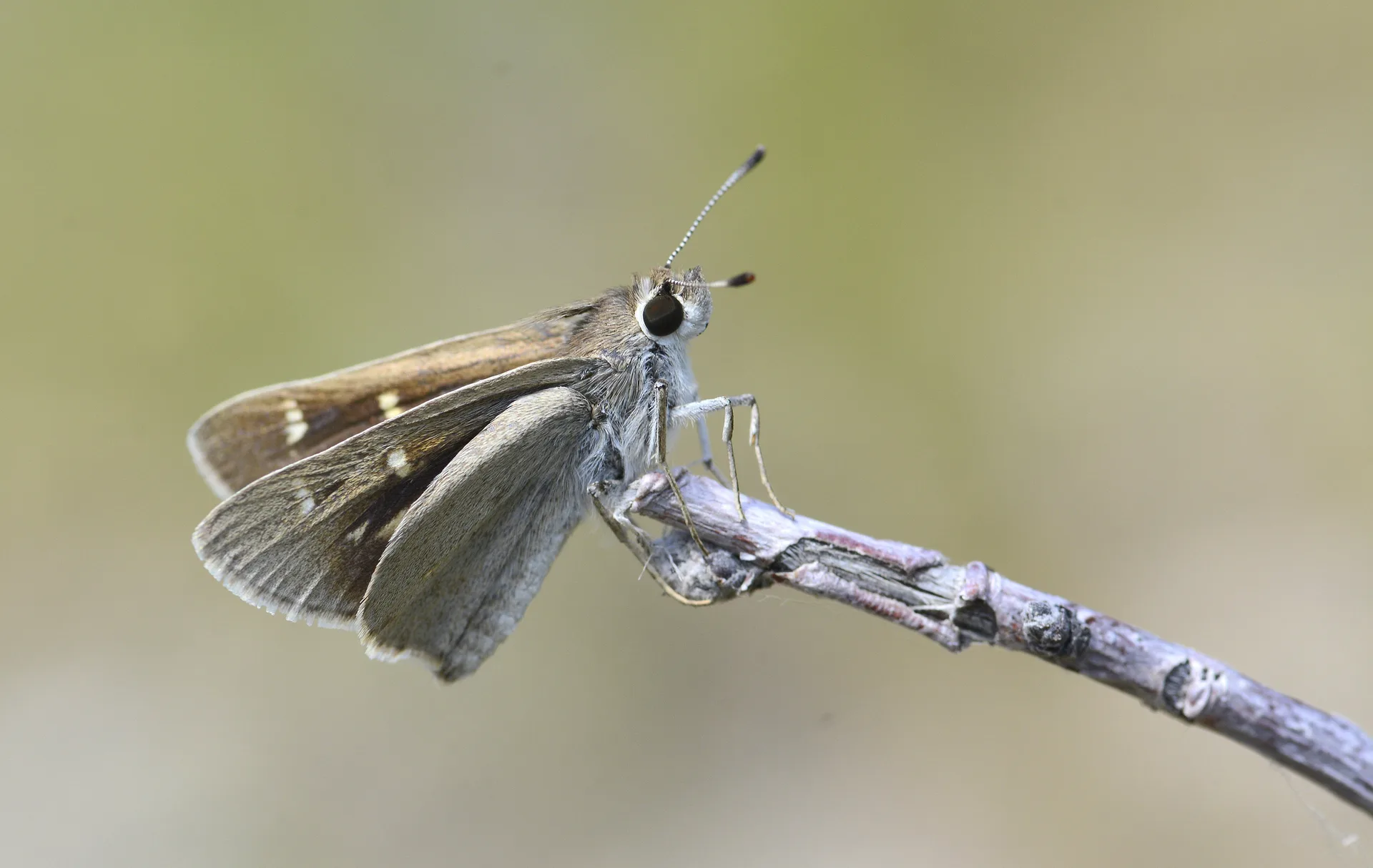 Eogenes alcides (Alsides Zıpzıpı) butterfly photo
