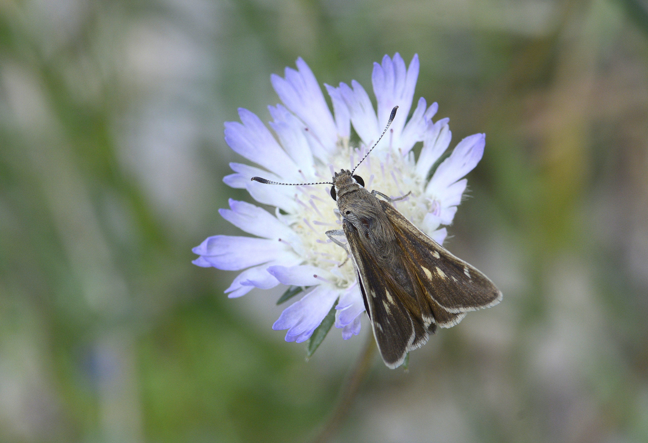 Eogenes alcides (Alsides Zıpzıpı) butterfly photo