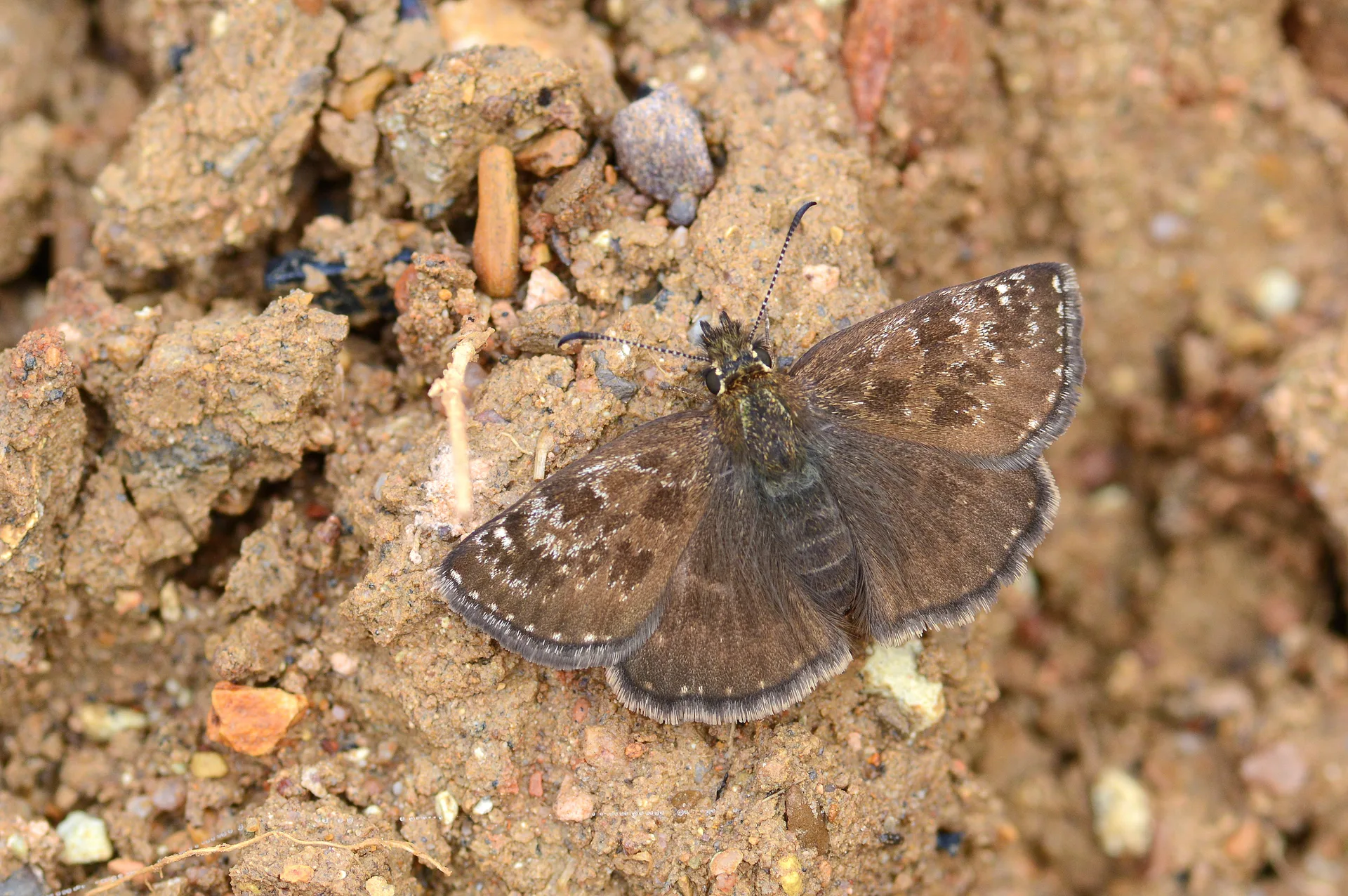 Erynnis tages (Paslı Zıpzıp) butterfly photo