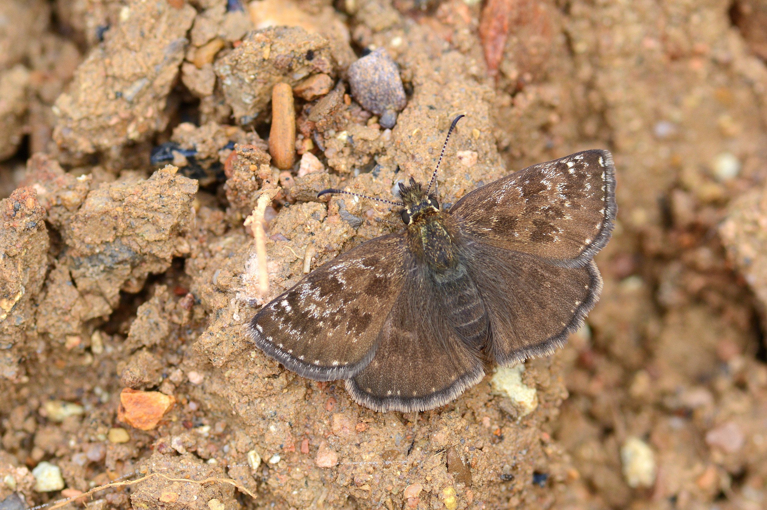 Erynnis tages (Paslı Zıpzıp) butterfly photo
