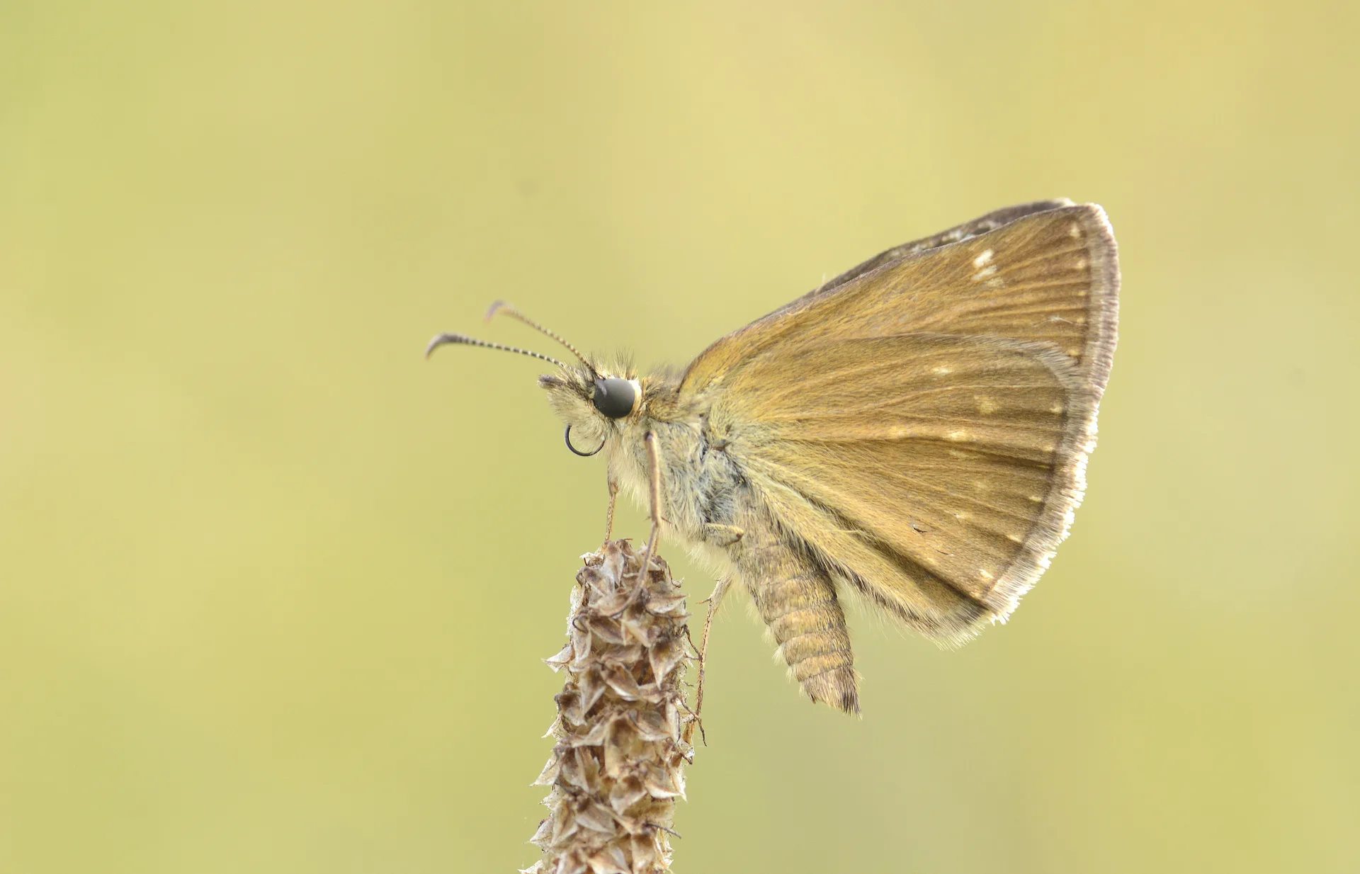 Erynnis tages (PaslÄ± ZÄ±pzÄ±p) butterfly photo