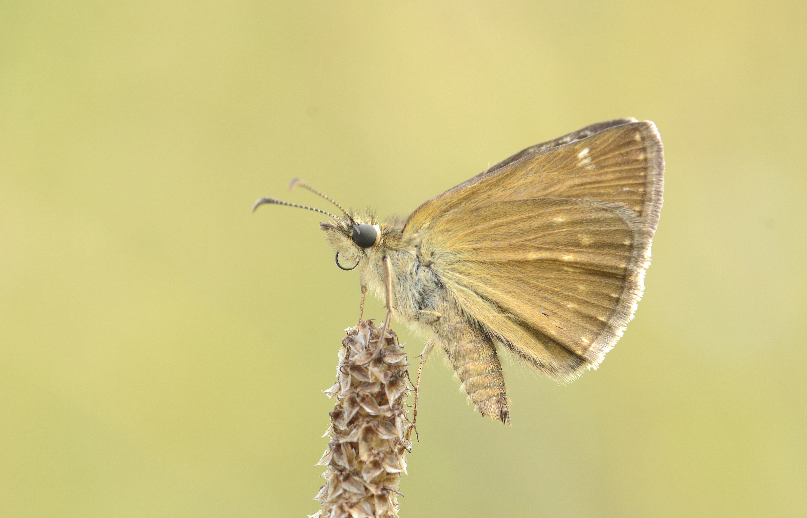 Erynnis tages (Paslı Zıpzıp) butterfly photo