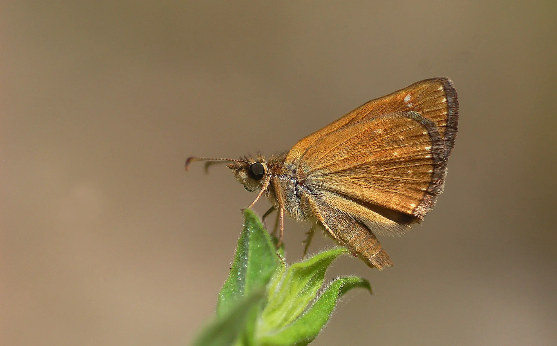 Erynnis tages (PaslÄ± ZÄ±pzÄ±p) butterfly photo