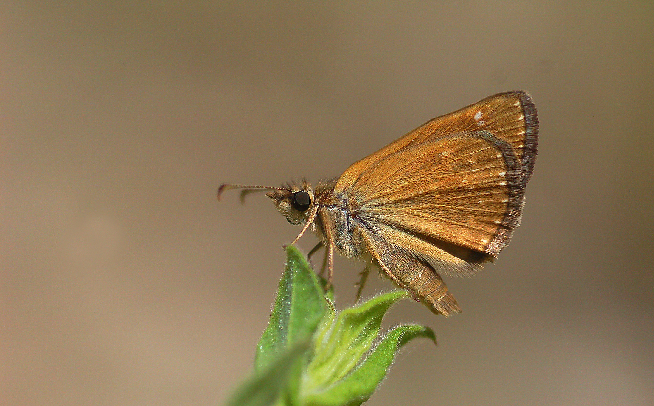 Erynnis tages (Paslı Zıpzıp) butterfly photo