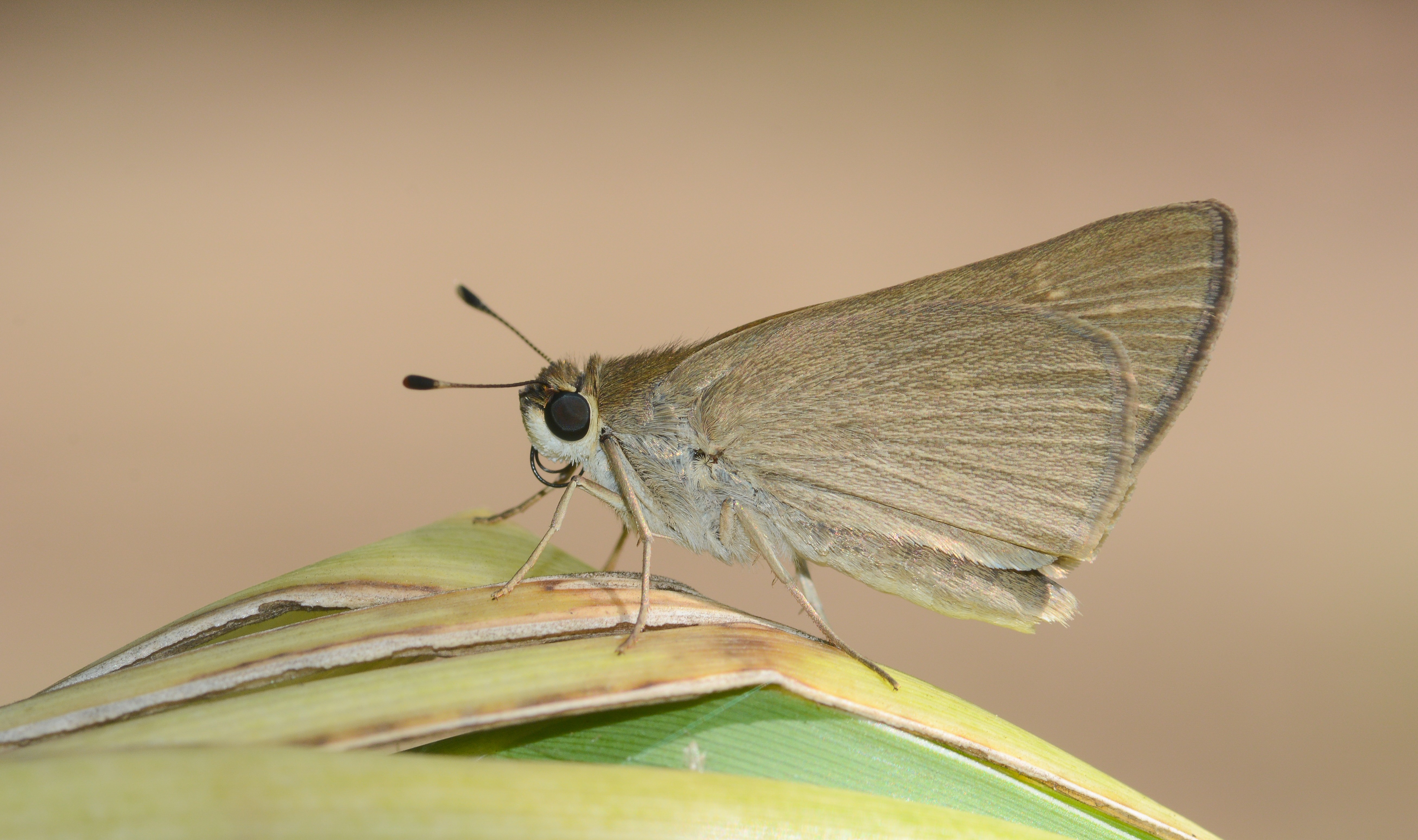 Gegenes nostrodamus (Nostrodamus) butterfly photo