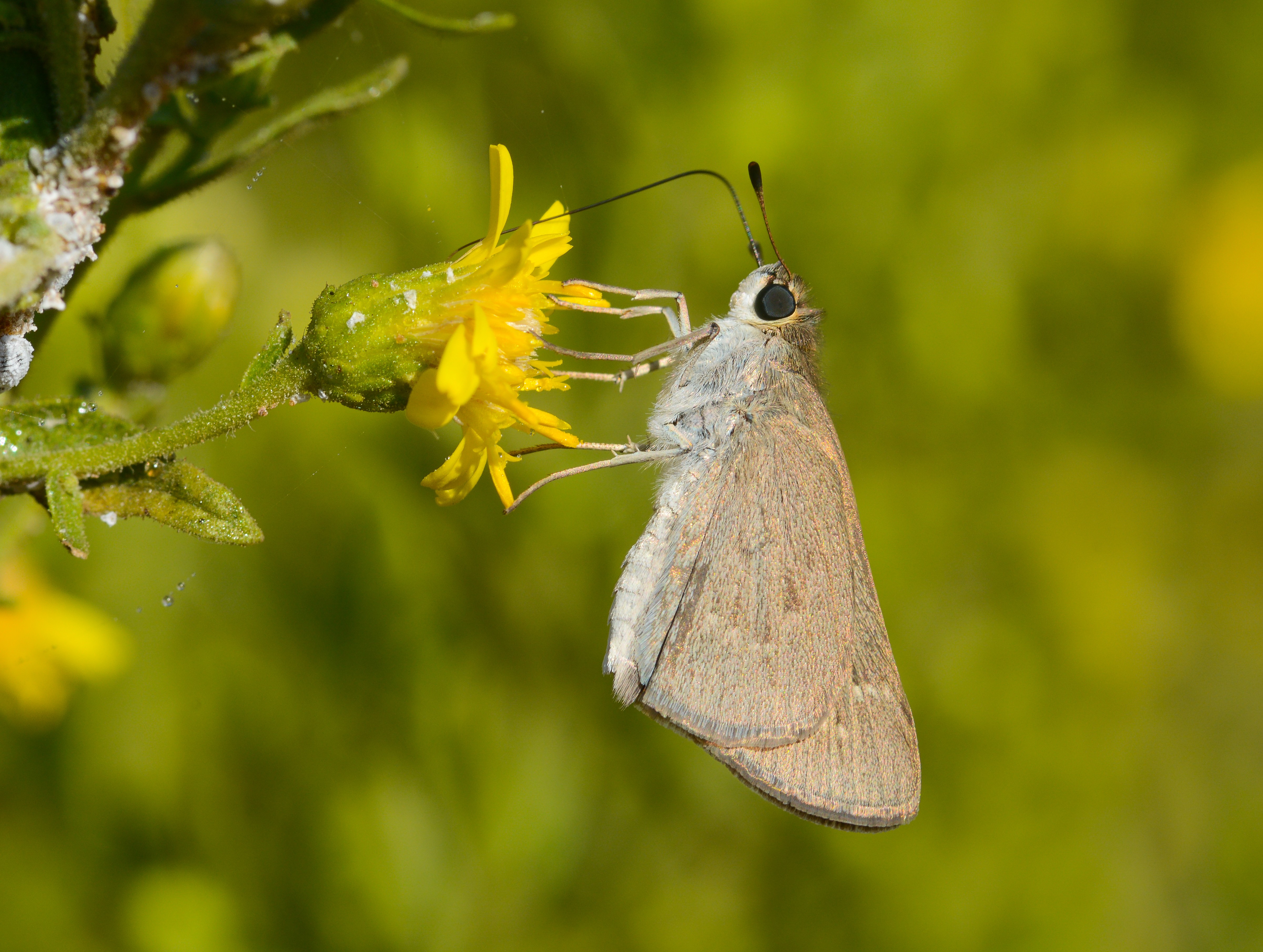 Gegenes nostrodamus (Nostrodamus) butterfly photo