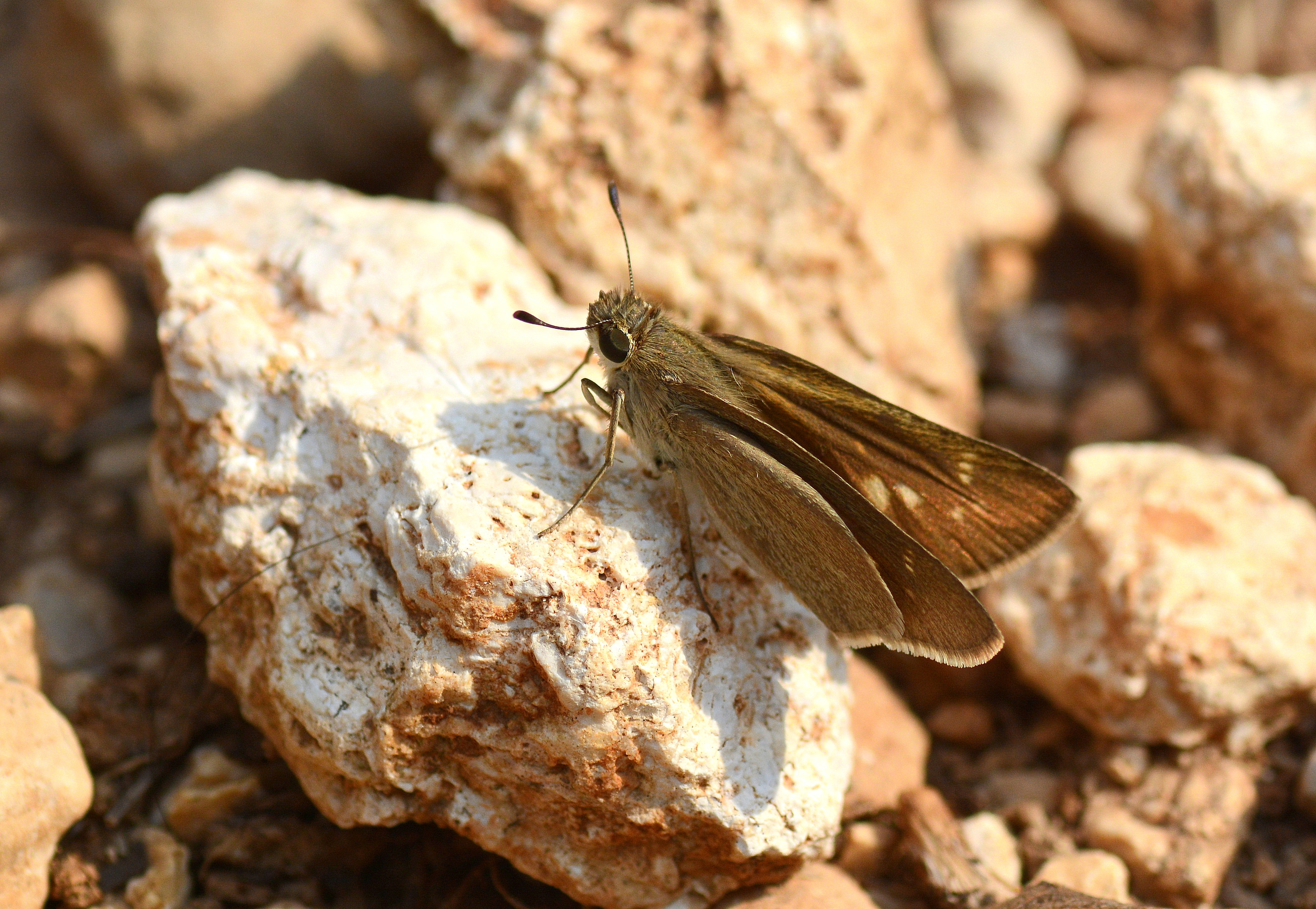 Gegenes nostrodamus (Nostrodamus) butterfly photo