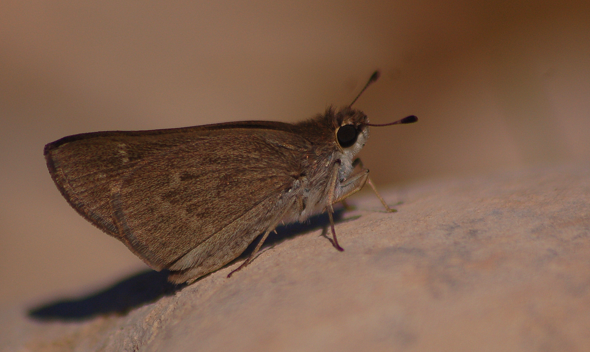 Gegenes nostrodamus (Nostrodamus) butterfly photo
