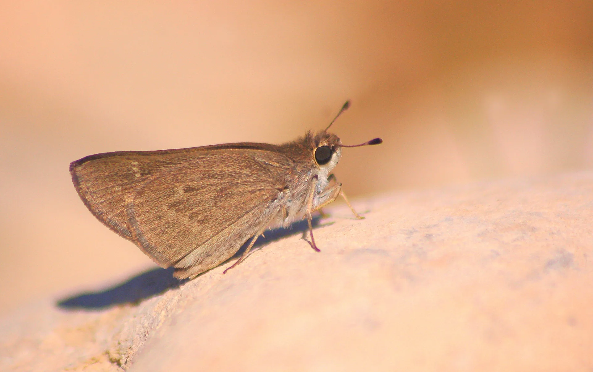 Gegenes nostrodamus (Nostrodamus) butterfly photo