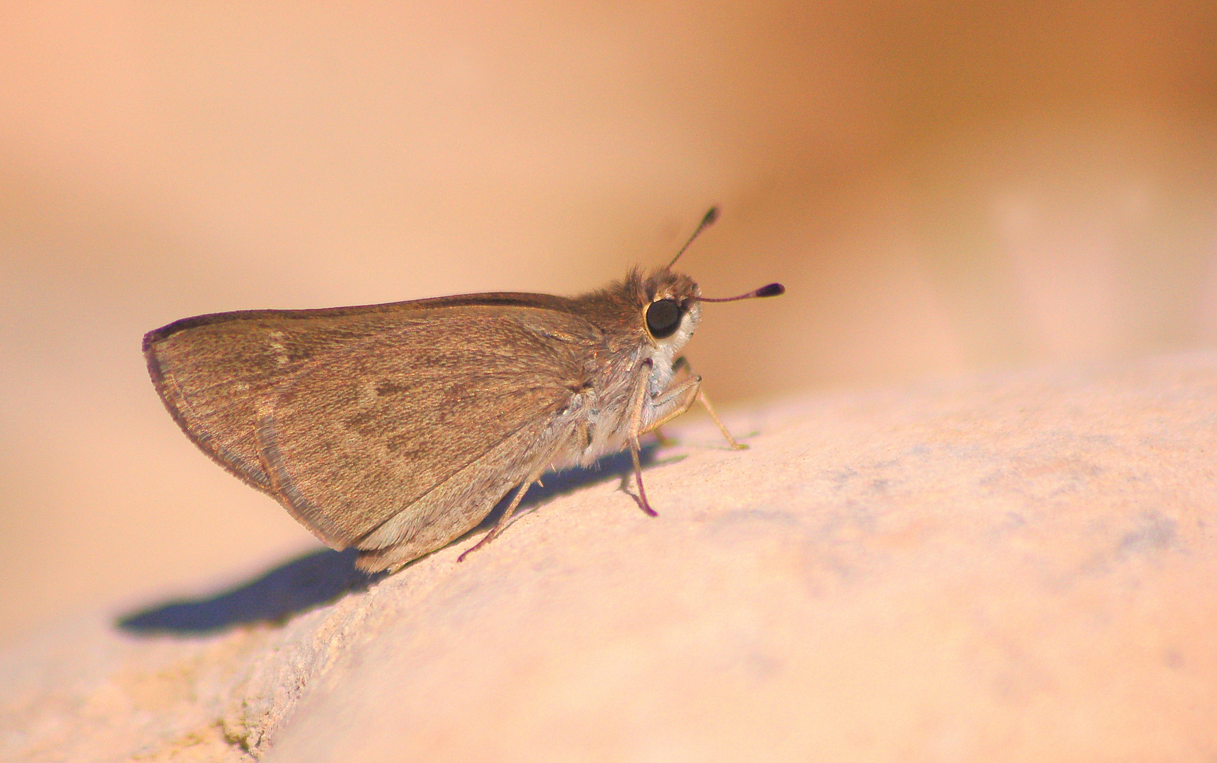 Gegenes nostrodamus (Nostrodamus) butterfly photo
