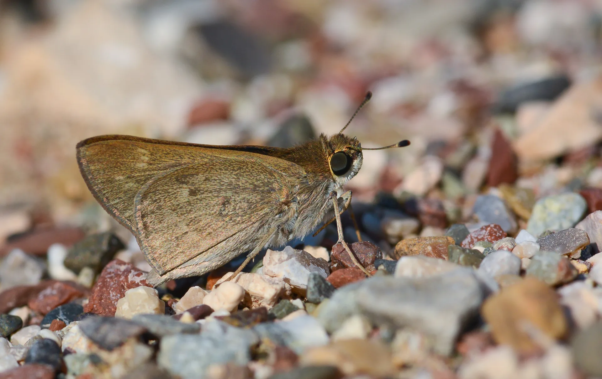 Gegenes pumilio (Cüce Zıpzıp) butterfly photo
