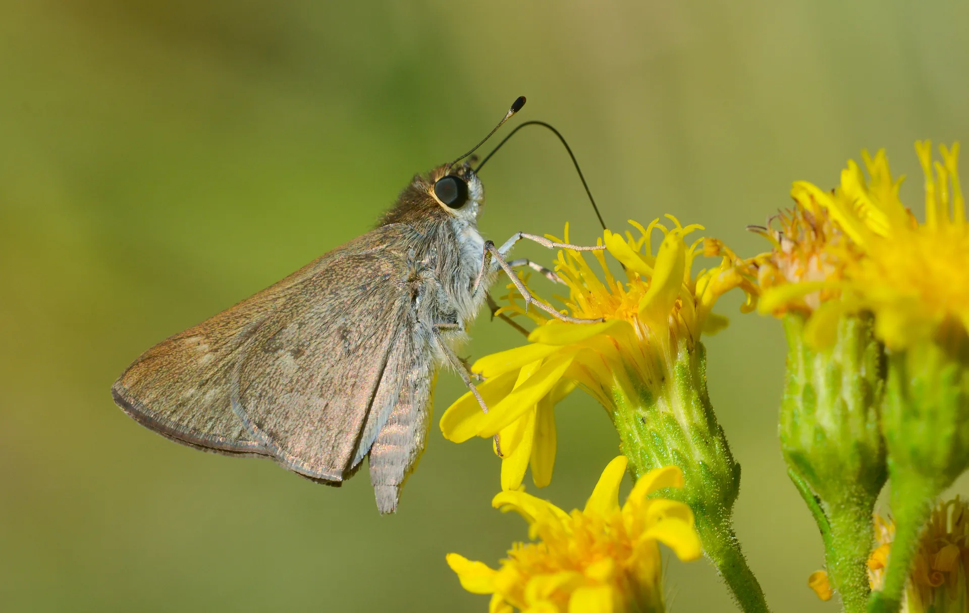 Gegenes pumilio (CÃ¼ce ZÄ±pzÄ±p) butterfly photo