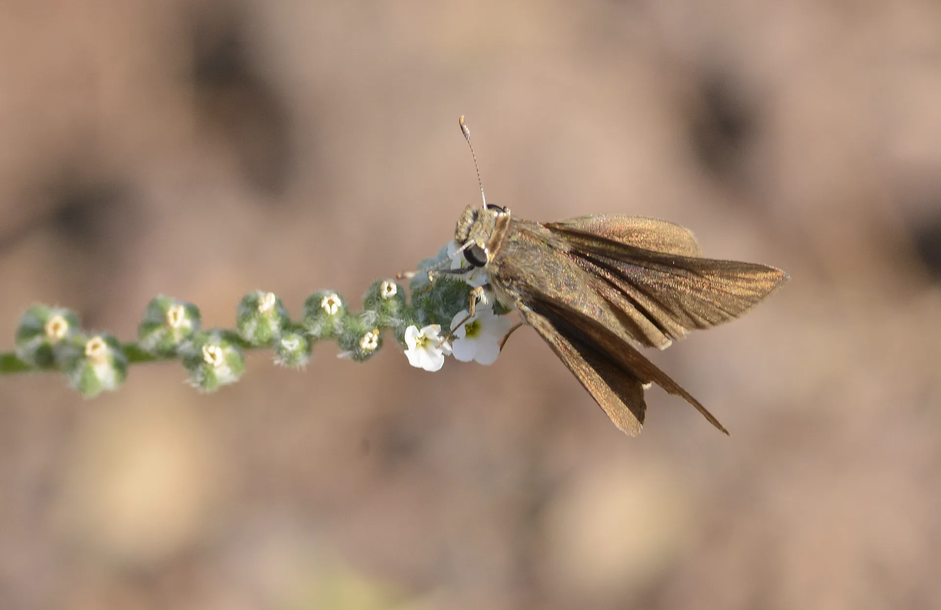 Gegenes pumilio (CÃ¼ce ZÄ±pzÄ±p) butterfly photo