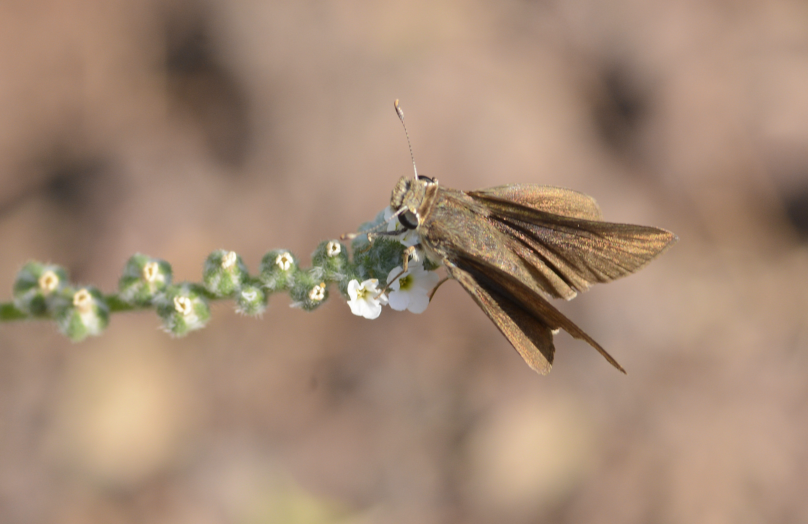 Gegenes pumilio (Cüce Zıpzıp) butterfly photo