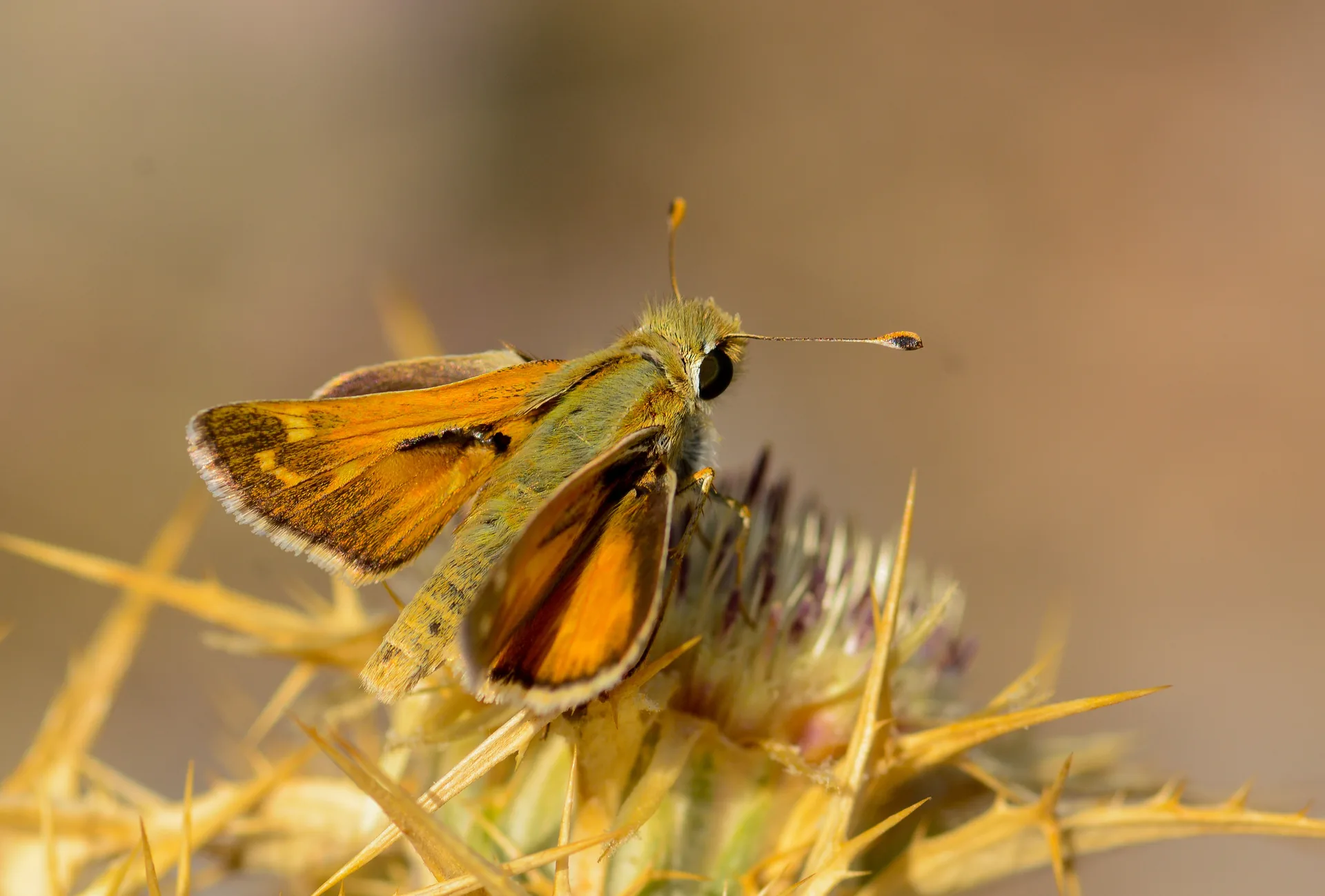 Hesperia comma (Gümüş Benekli Zıpzıp) butterfly photo