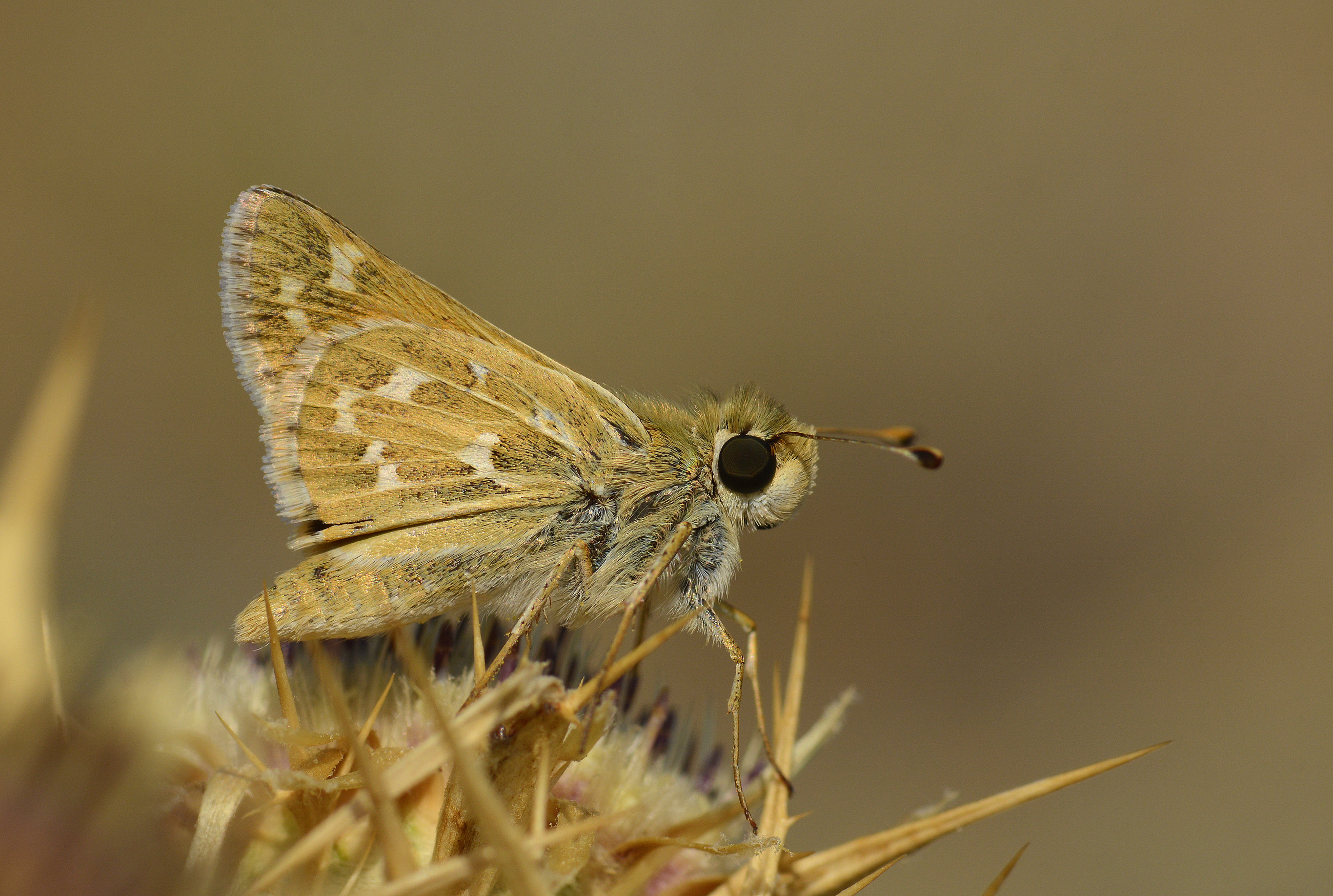 Hesperia comma (Gümüş Benekli Zıpzıp) butterfly photo