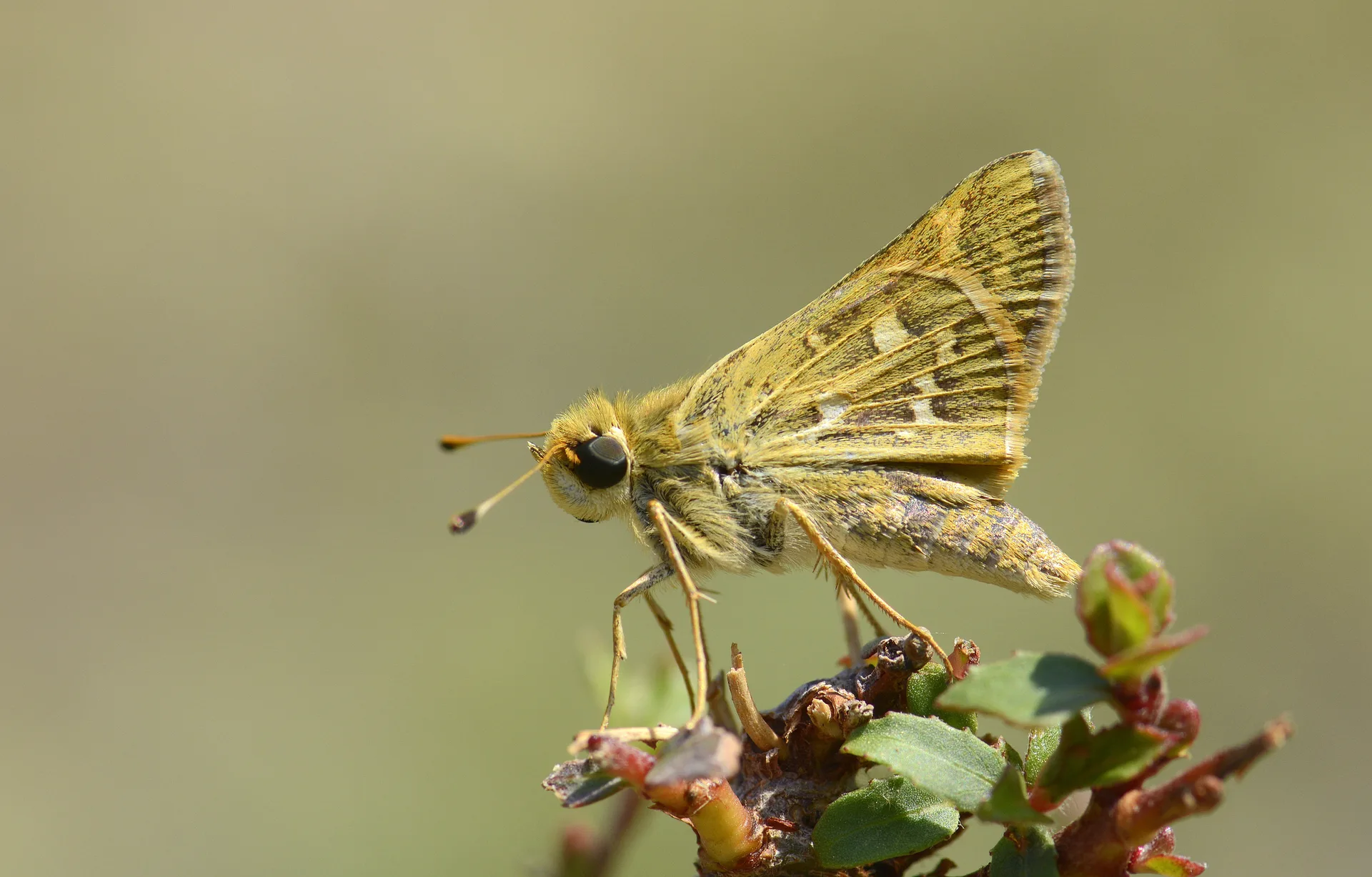 Hesperia comma (GÃ¼mÃ¼ÅŸ Benekli ZÄ±pzÄ±p) butterfly photo