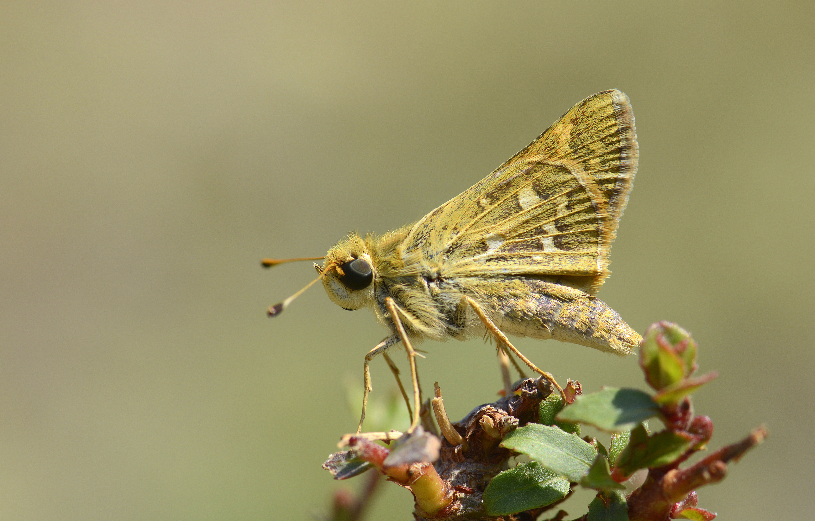 Hesperia comma (Gümüş Benekli Zıpzıp) butterfly photo