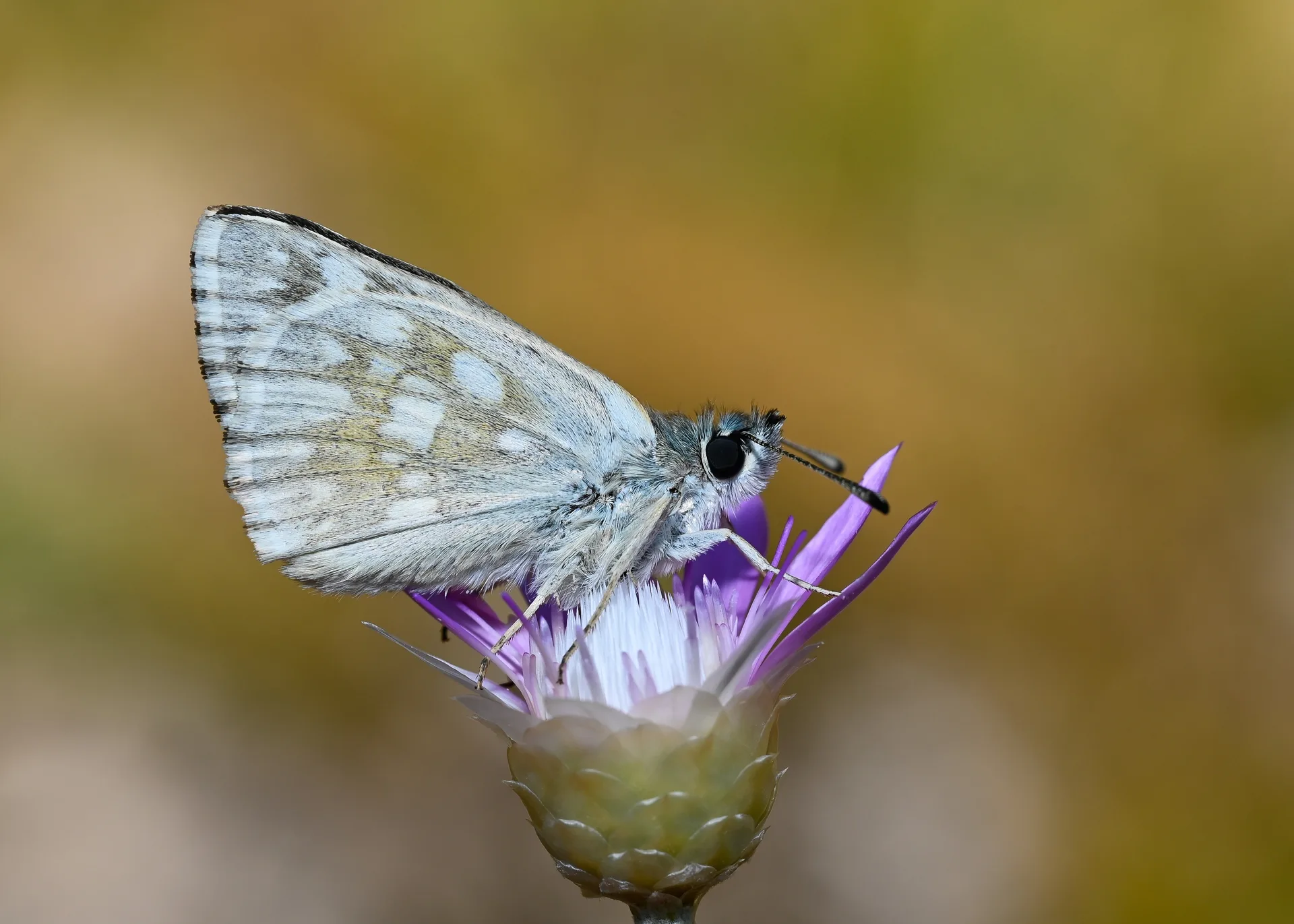Muschampia nomas (Suriye Zıpzıpı) butterfly photo