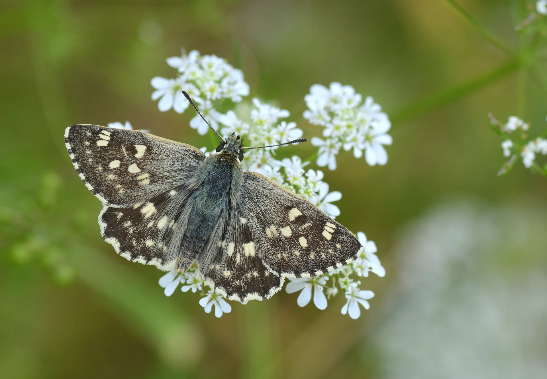 Muschampia nomas (Suriye ZÄ±pzÄ±pÄ±) butterfly photo
