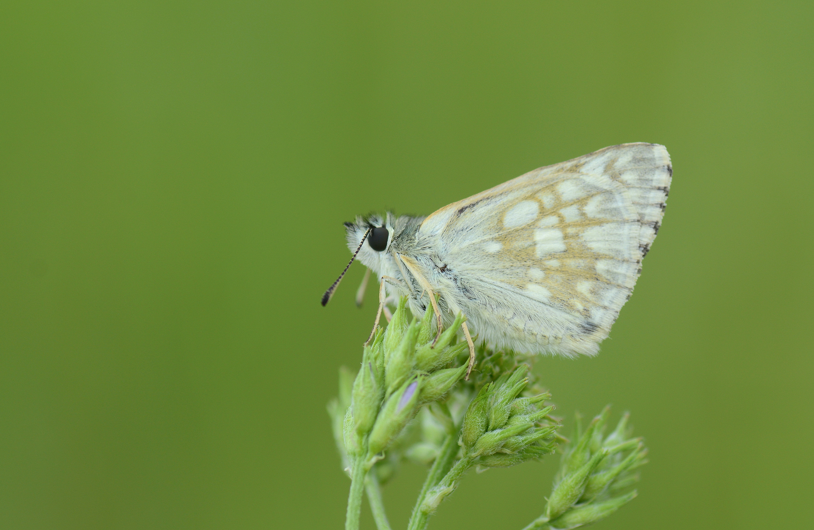 Muschampia nomas (Suriye Zıpzıpı) butterfly photo