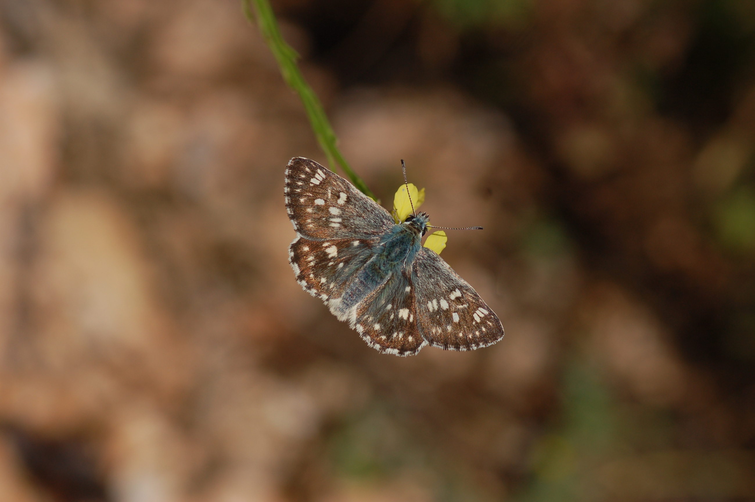 Muschampia nomas (Suriye Zıpzıpı) butterfly photo