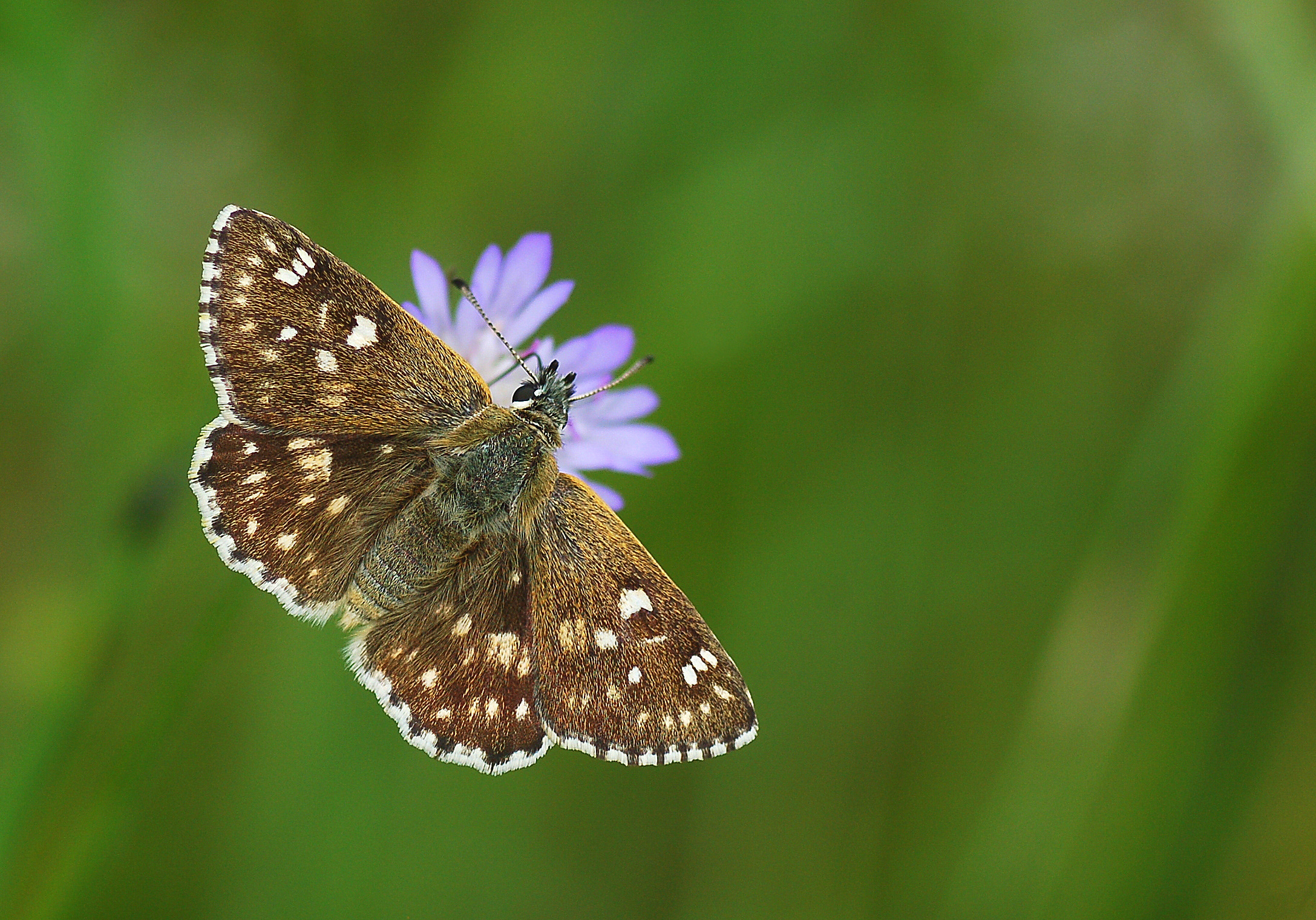 Muschampia nomas (Suriye Zıpzıpı) butterfly photo