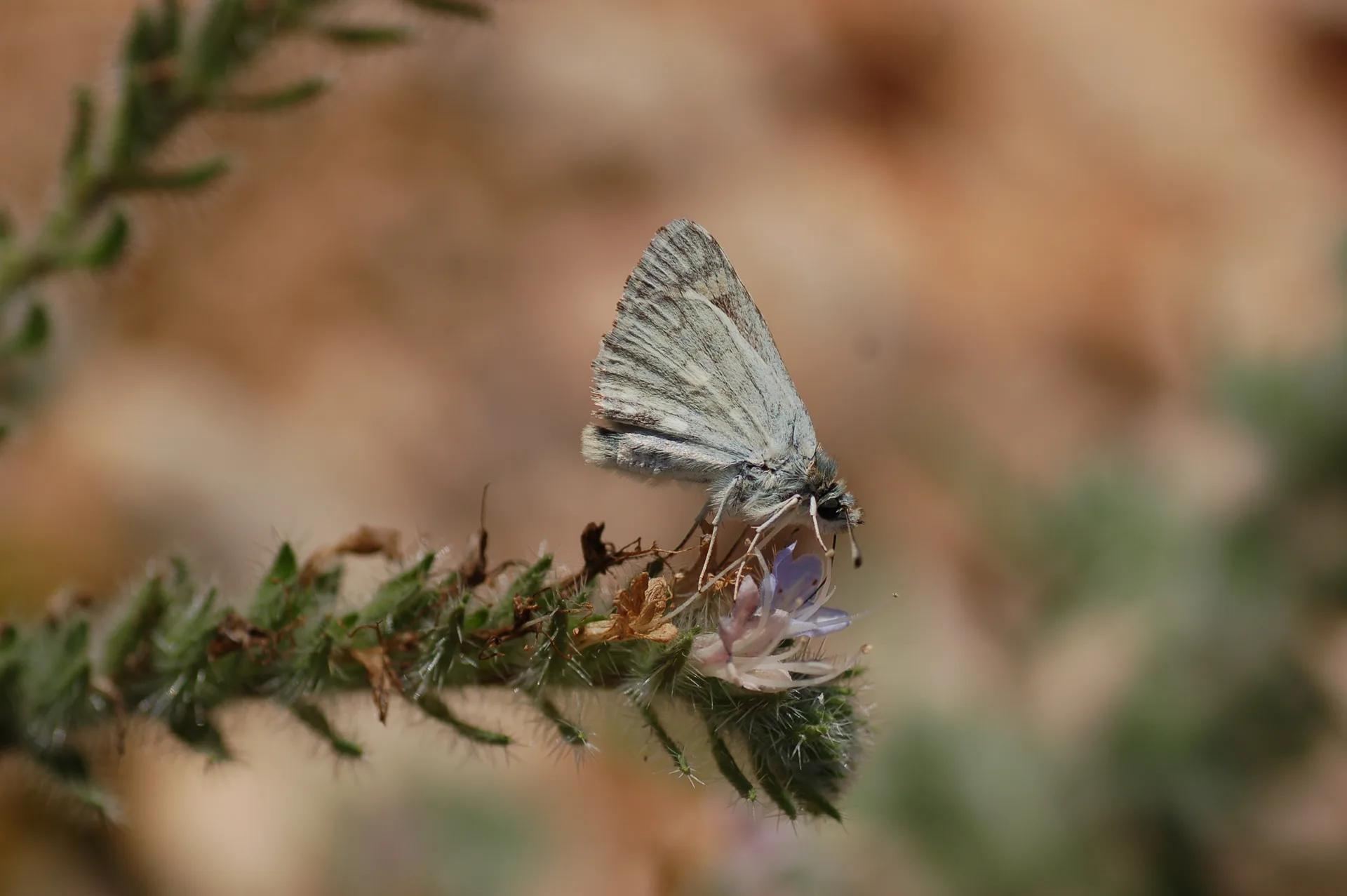 Muschampia nomas (Suriye ZÄ±pzÄ±pÄ±) butterfly photo