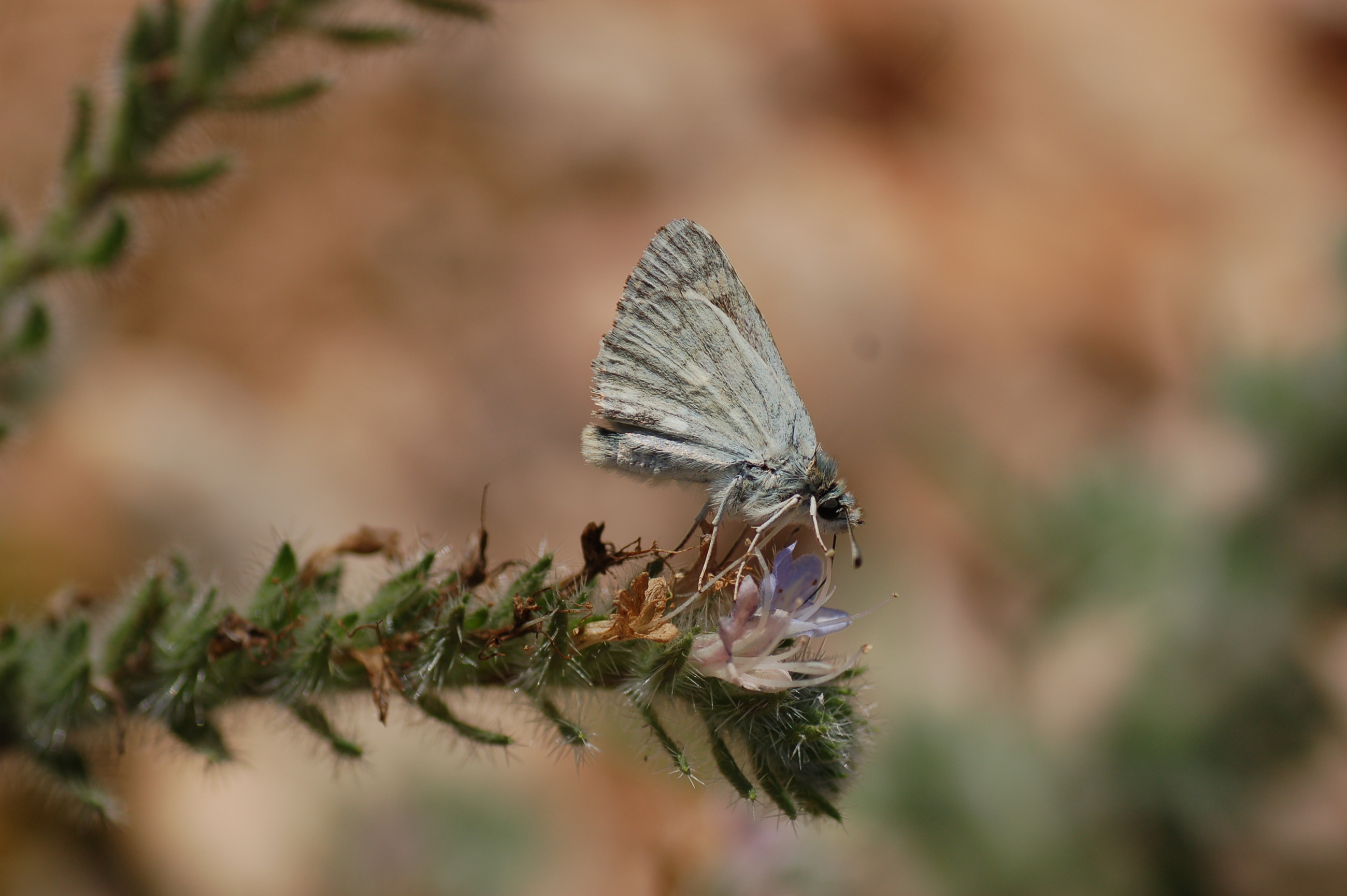 Muschampia nomas (Suriye Zıpzıpı) butterfly photo