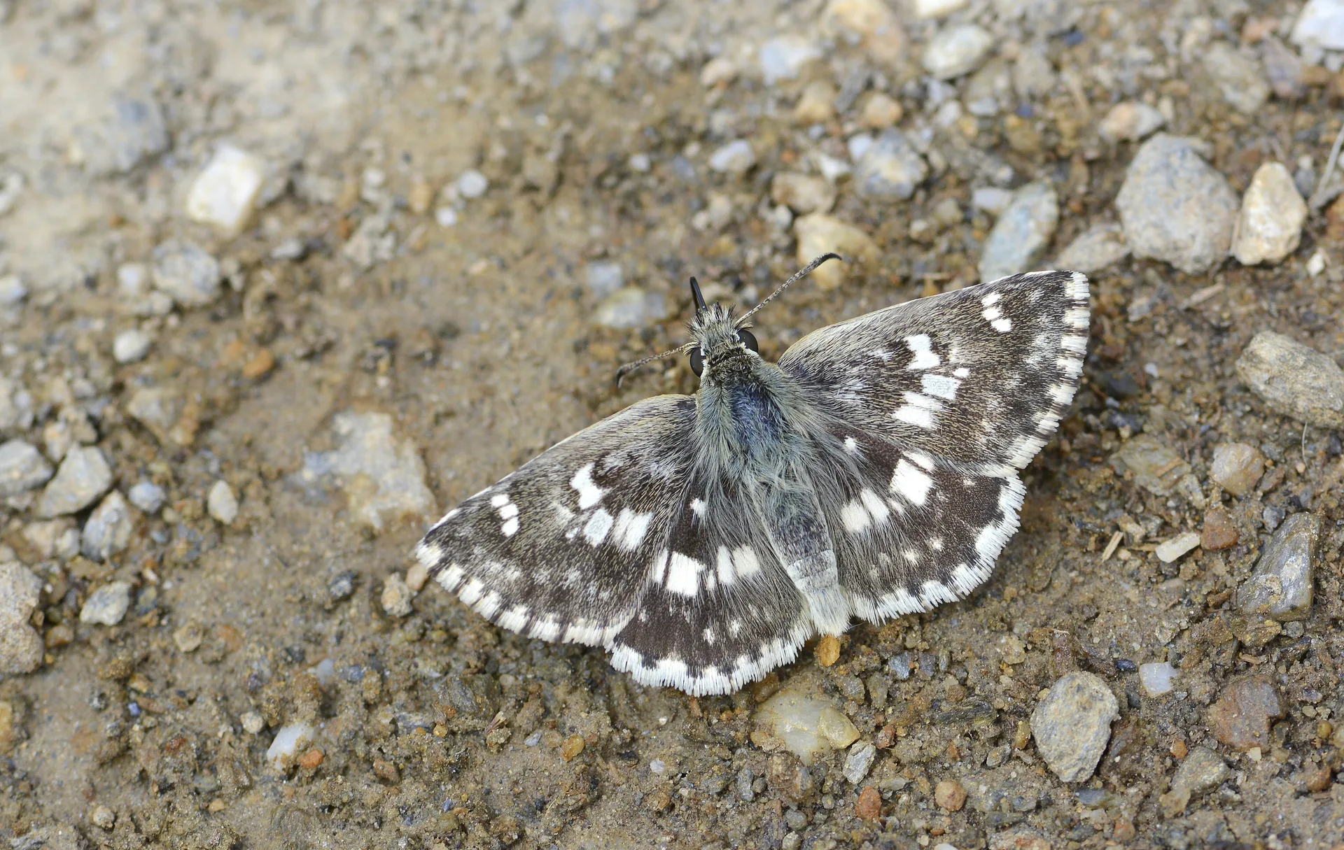 Muschampia poggei (Pogge Zıpzıpı) butterfly photo
