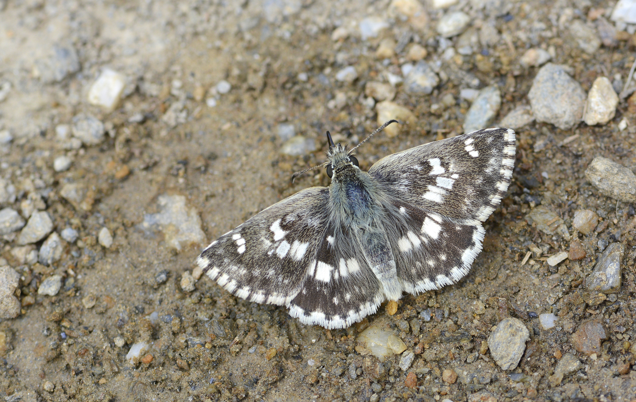 Muschampia poggei (Pogge Zıpzıpı) butterfly photo