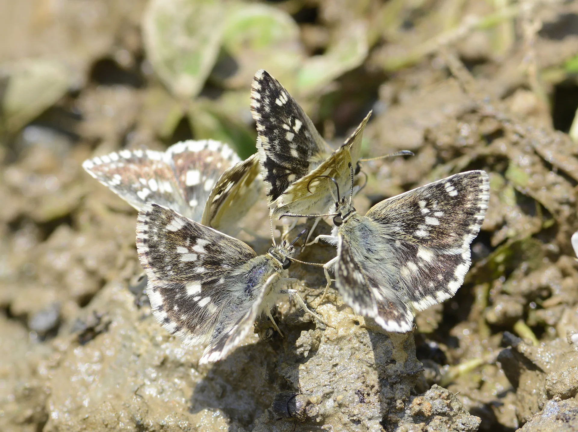 Muschampia poggei (Pogge ZÄ±pzÄ±pÄ±) butterfly photo