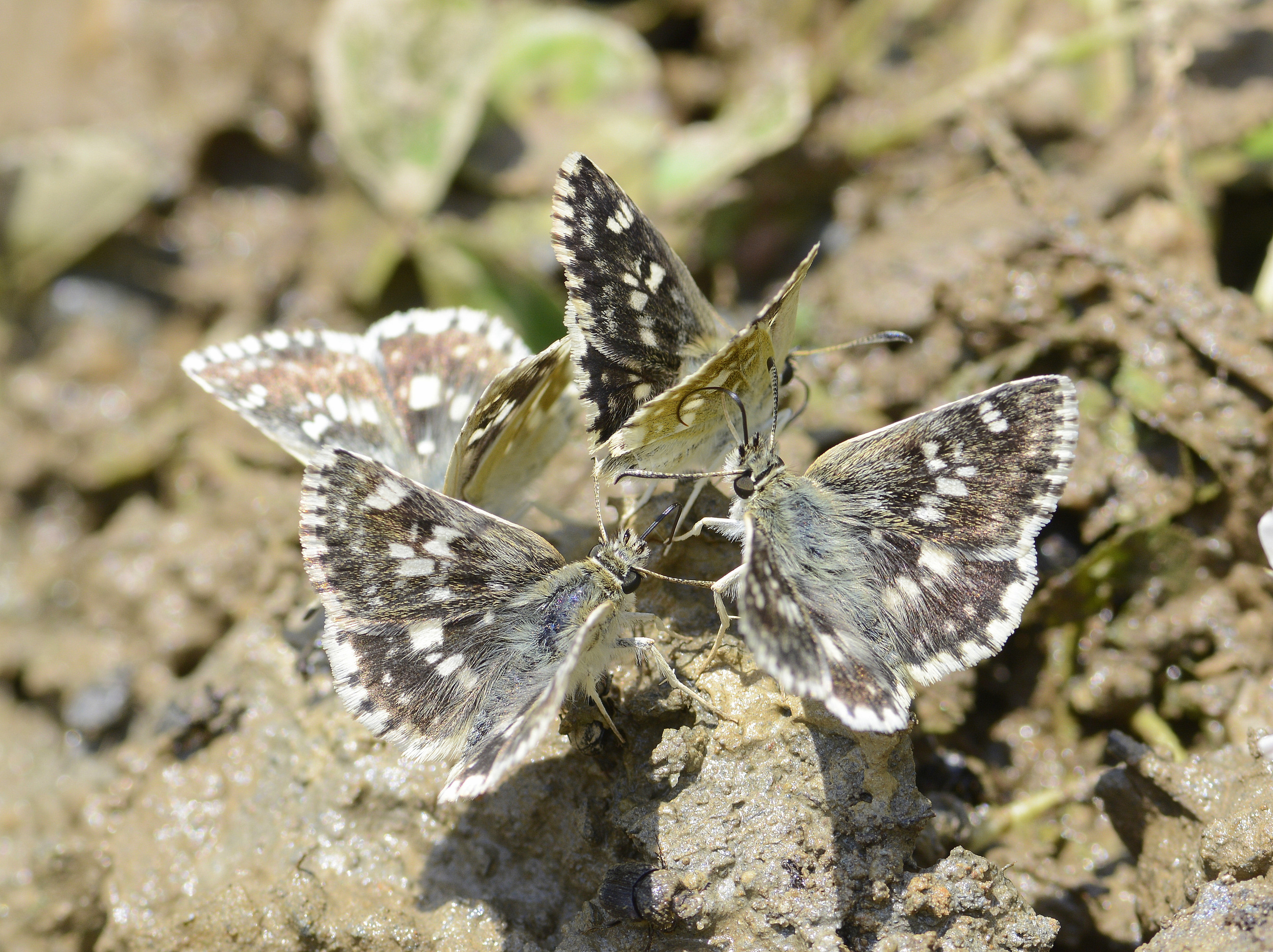 Muschampia poggei (Pogge Zıpzıpı) butterfly photo