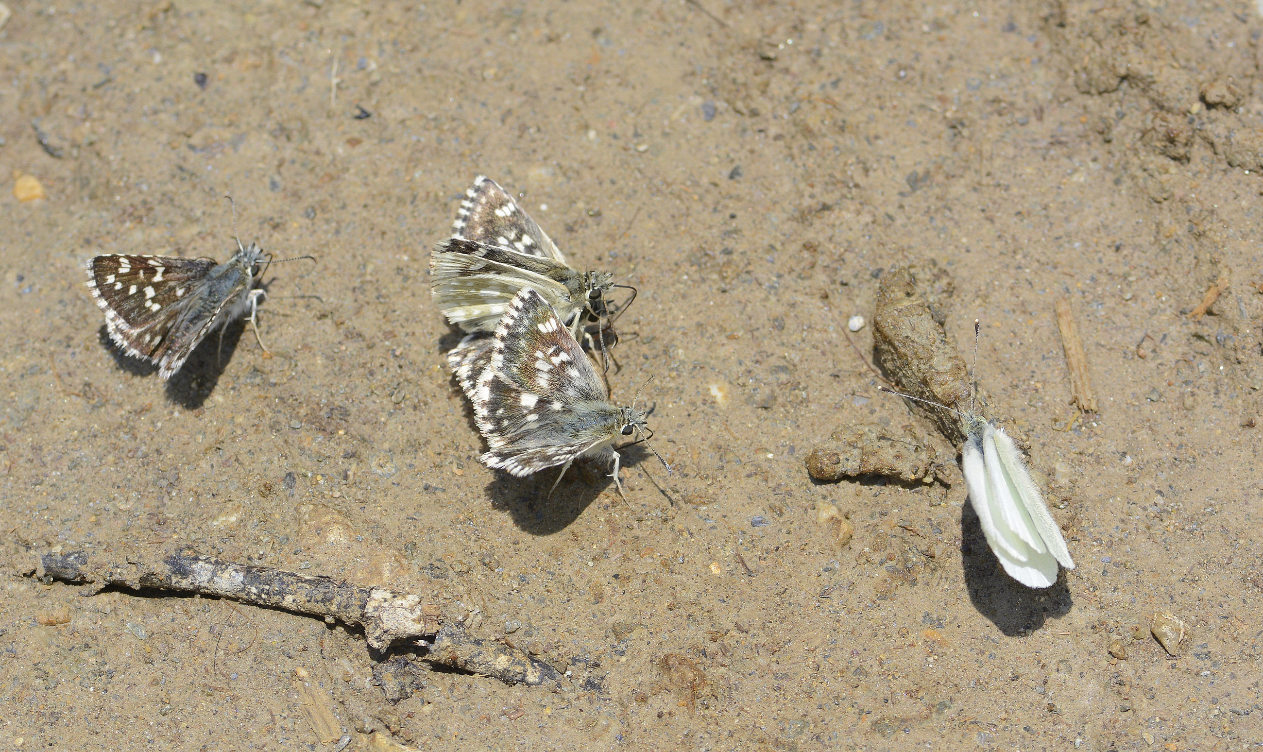 Muschampia poggei (Pogge Zıpzıpı) butterfly photo