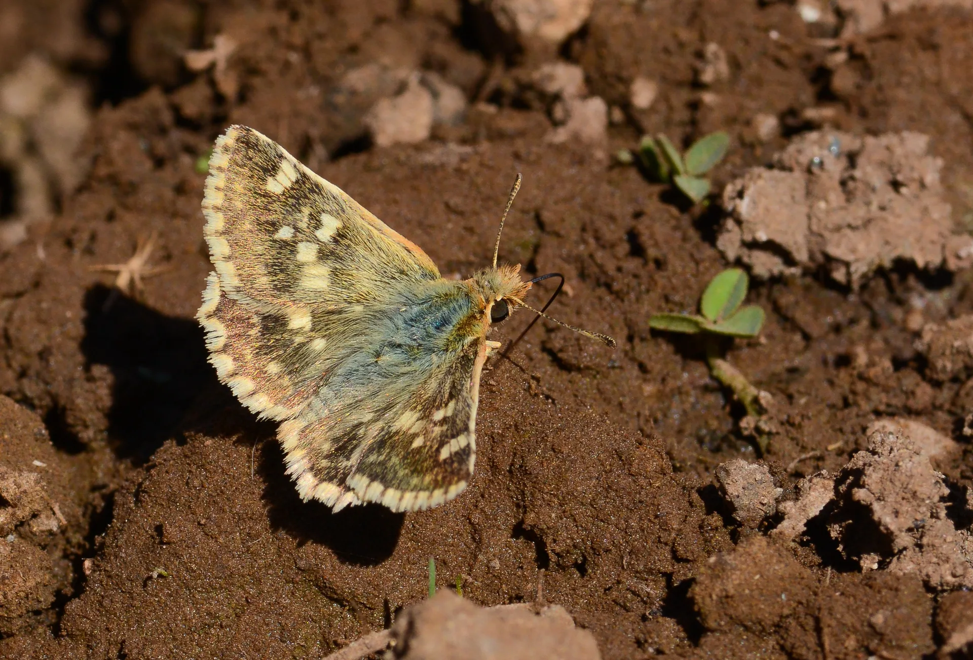 Muschampia proteides (Anadolu Zıpzıpı) butterfly photo
