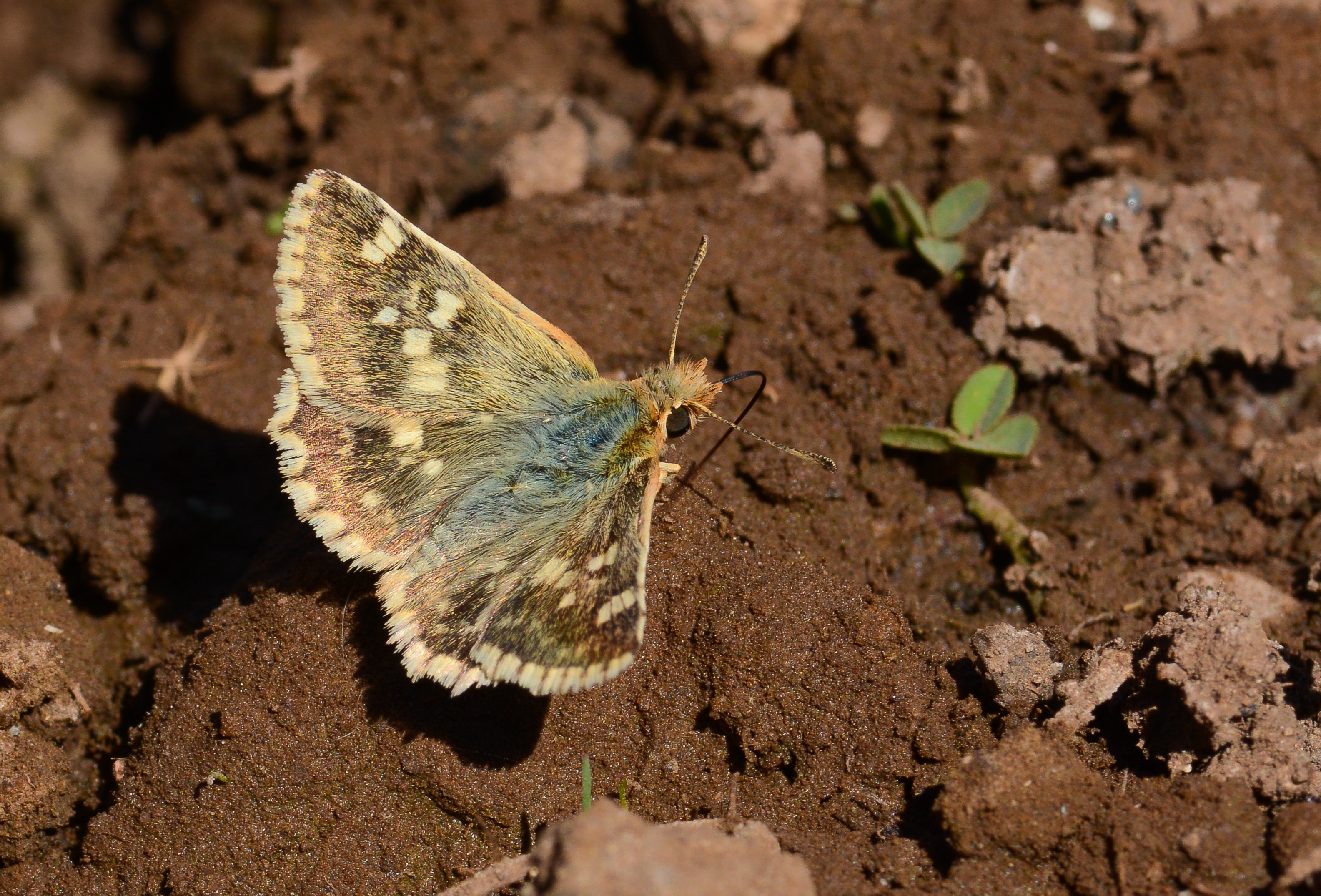 Muschampia proteides (Anadolu Zıpzıpı) butterfly photo