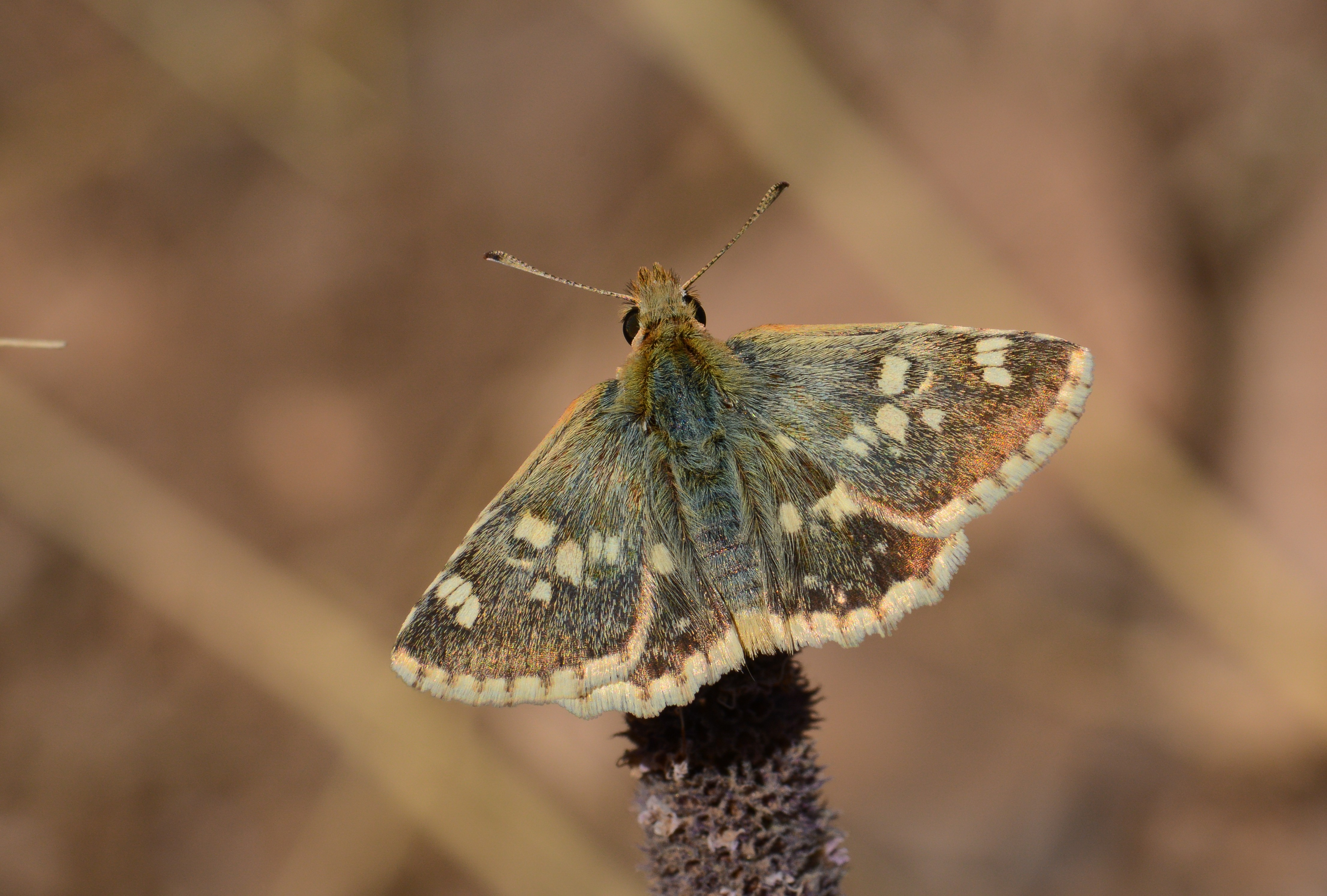 Muschampia proteides (Anadolu Zıpzıpı) butterfly photo