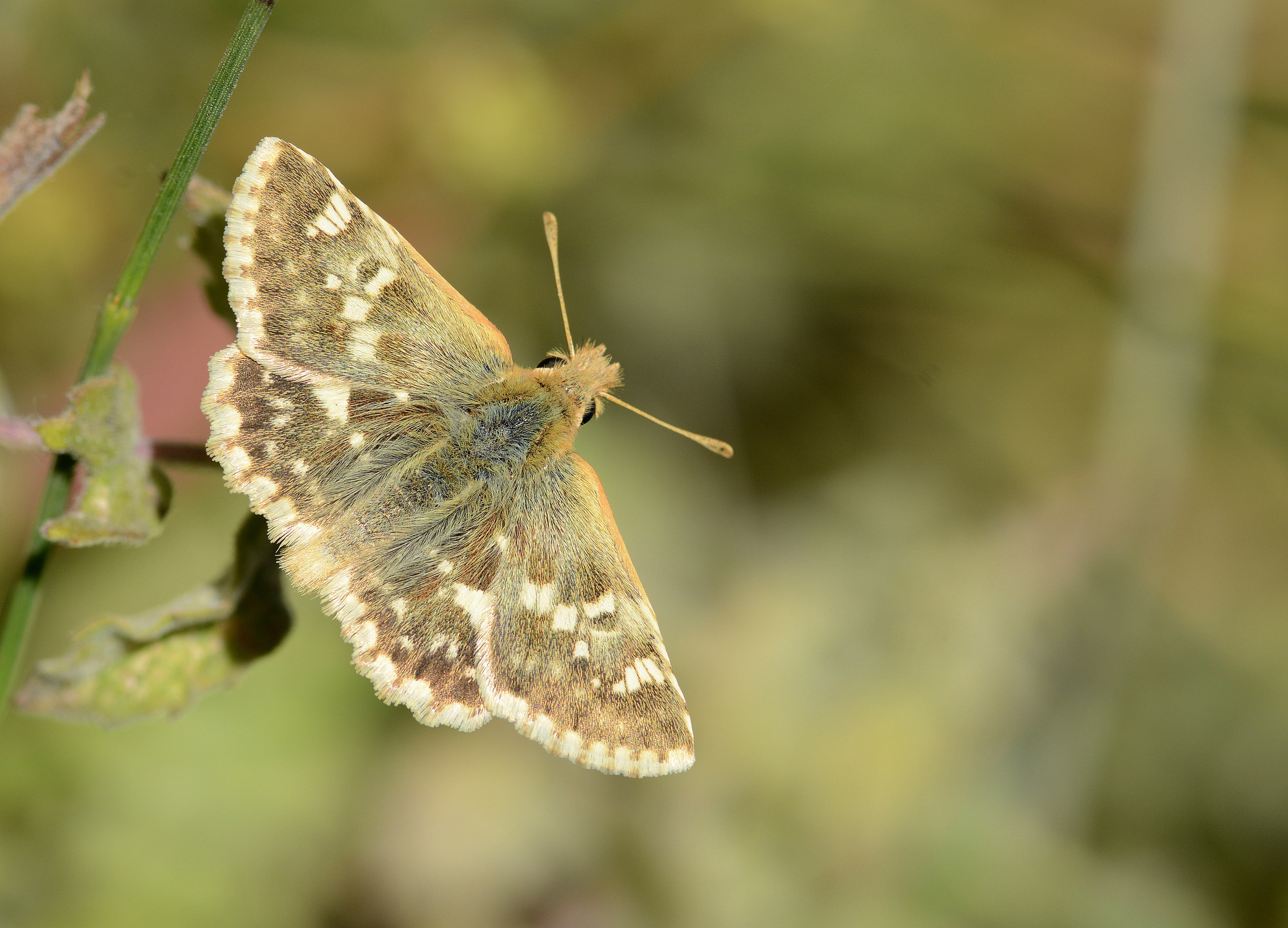 Muschampia proteides (Anadolu Zıpzıpı) butterfly photo