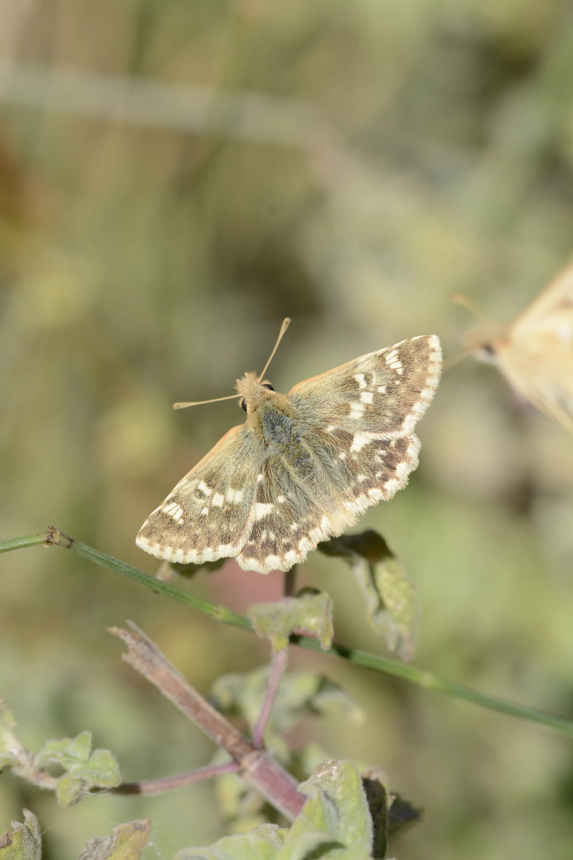 Muschampia proteides (Anadolu ZÄ±pzÄ±pÄ±) butterfly photo
