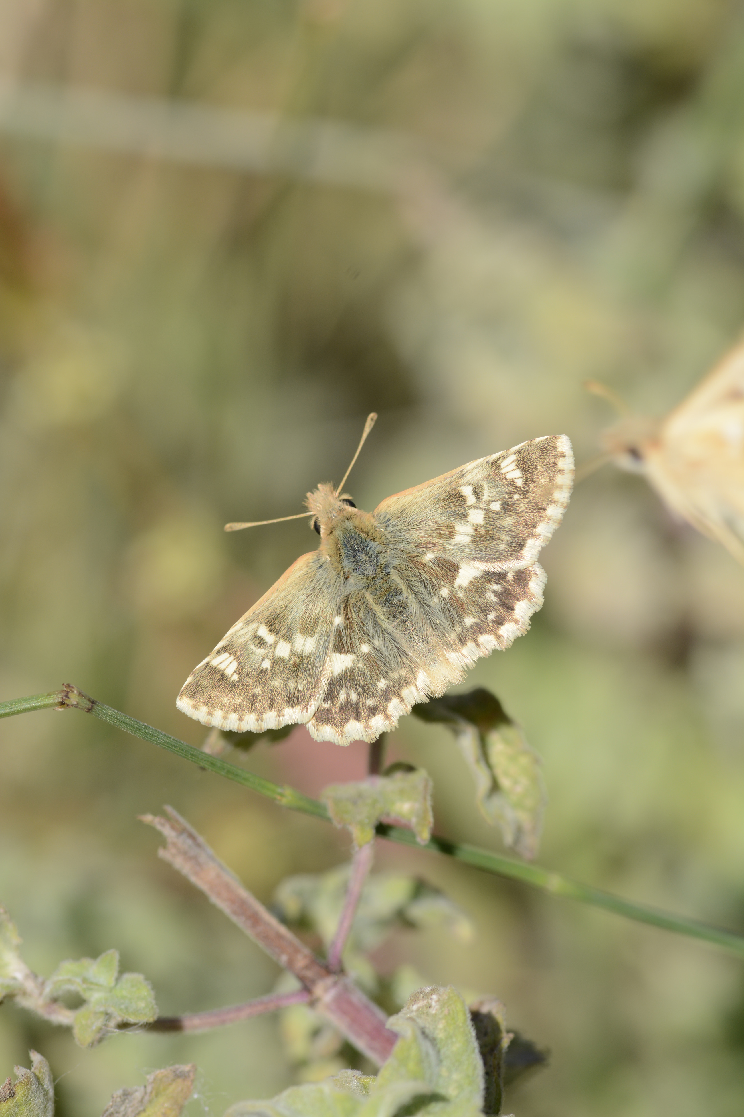 Muschampia proteides (Anadolu Zıpzıpı) butterfly photo