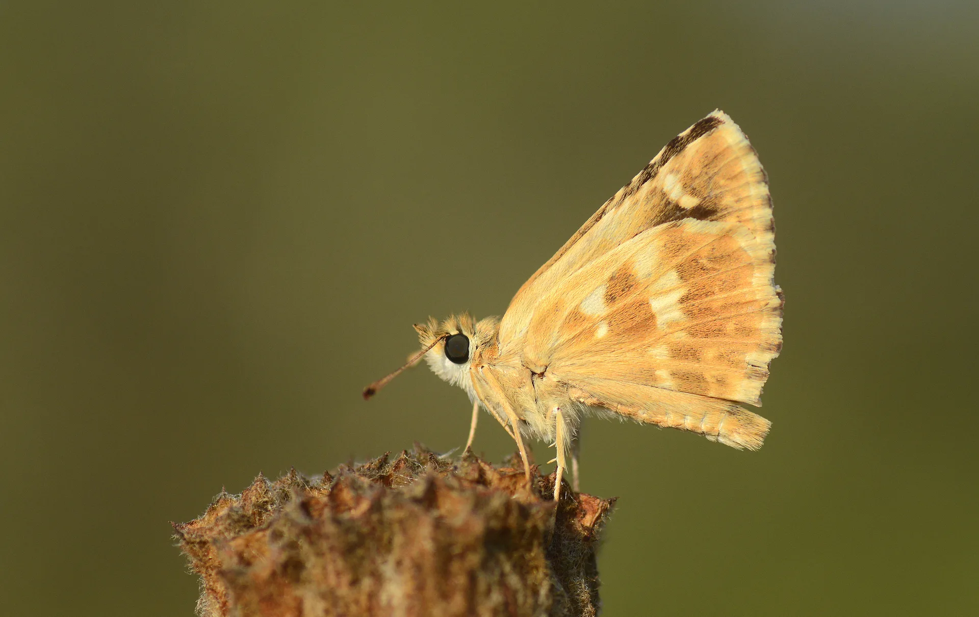 Muschampia proto (Akdeniz ZÄ±pzÄ±pÄ±) butterfly photo