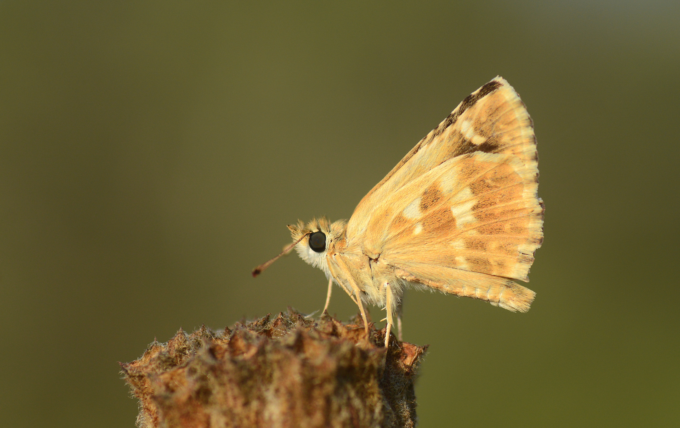 Muschampia proto (Akdeniz Zıpzıpı) butterfly photo